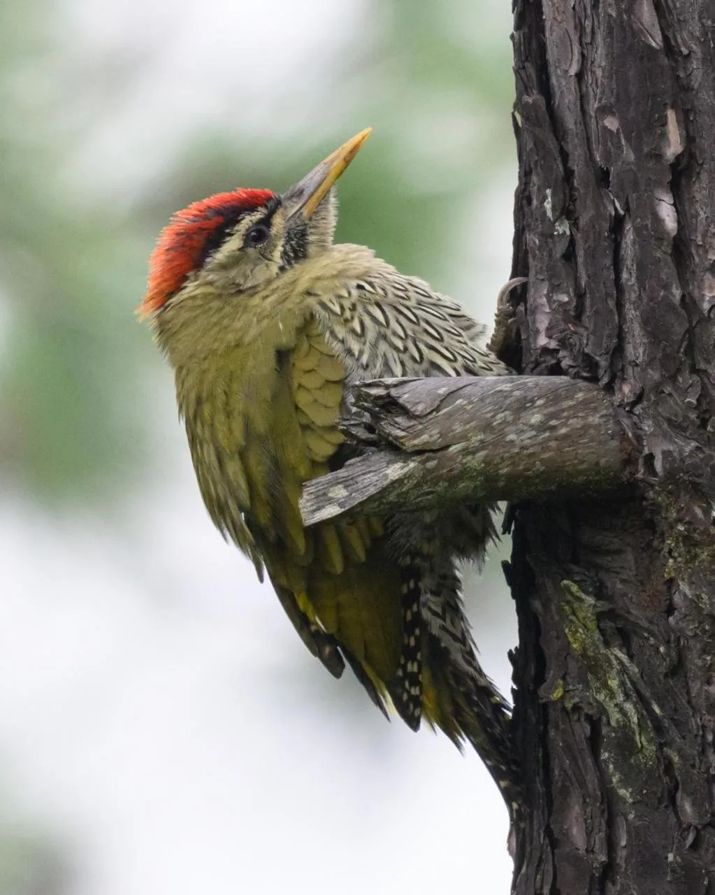 Kasar Himalaya Holiday Resort, Binsar Rd