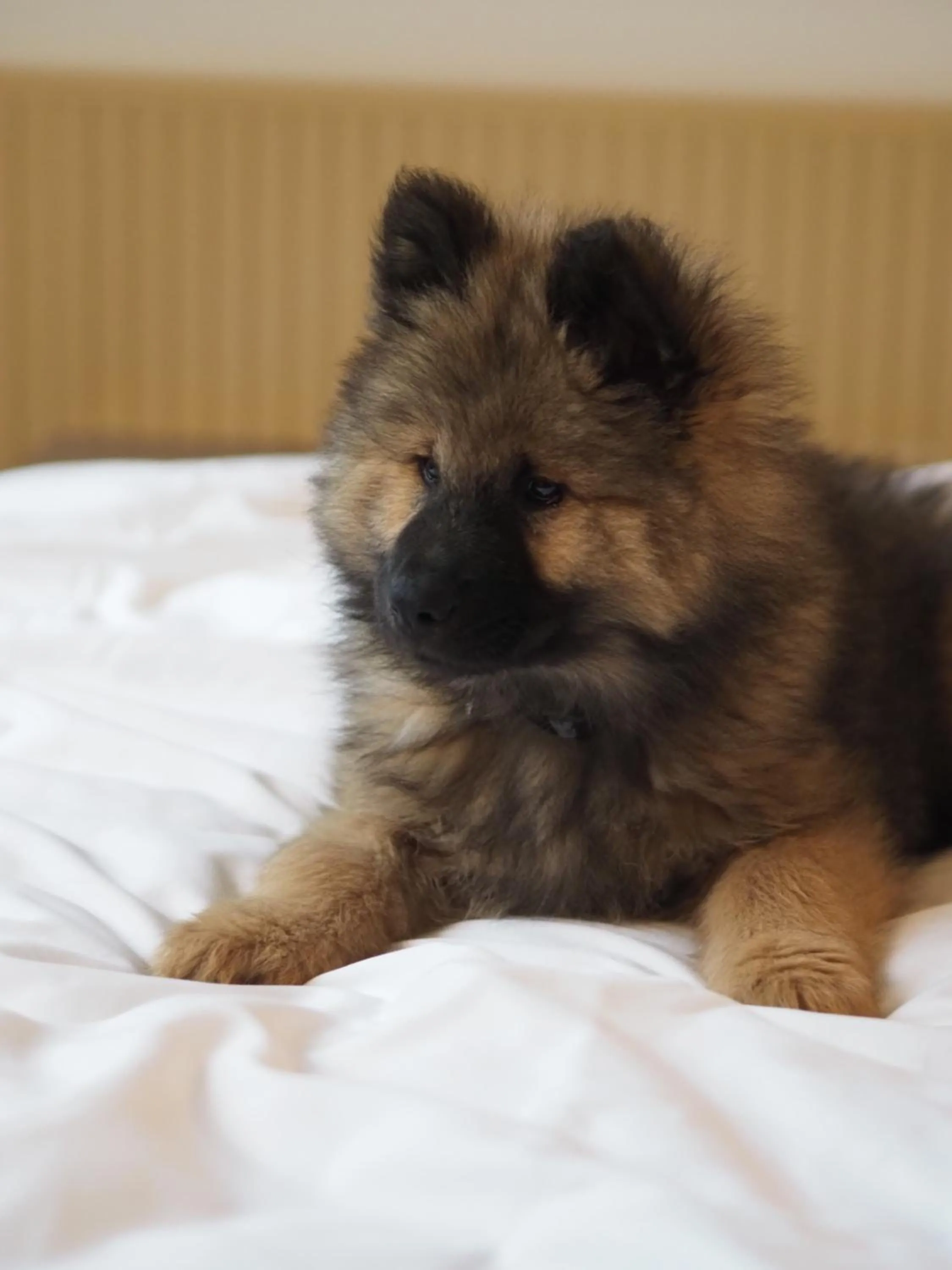 pet friendly in JOST Hôtel Lille Centre