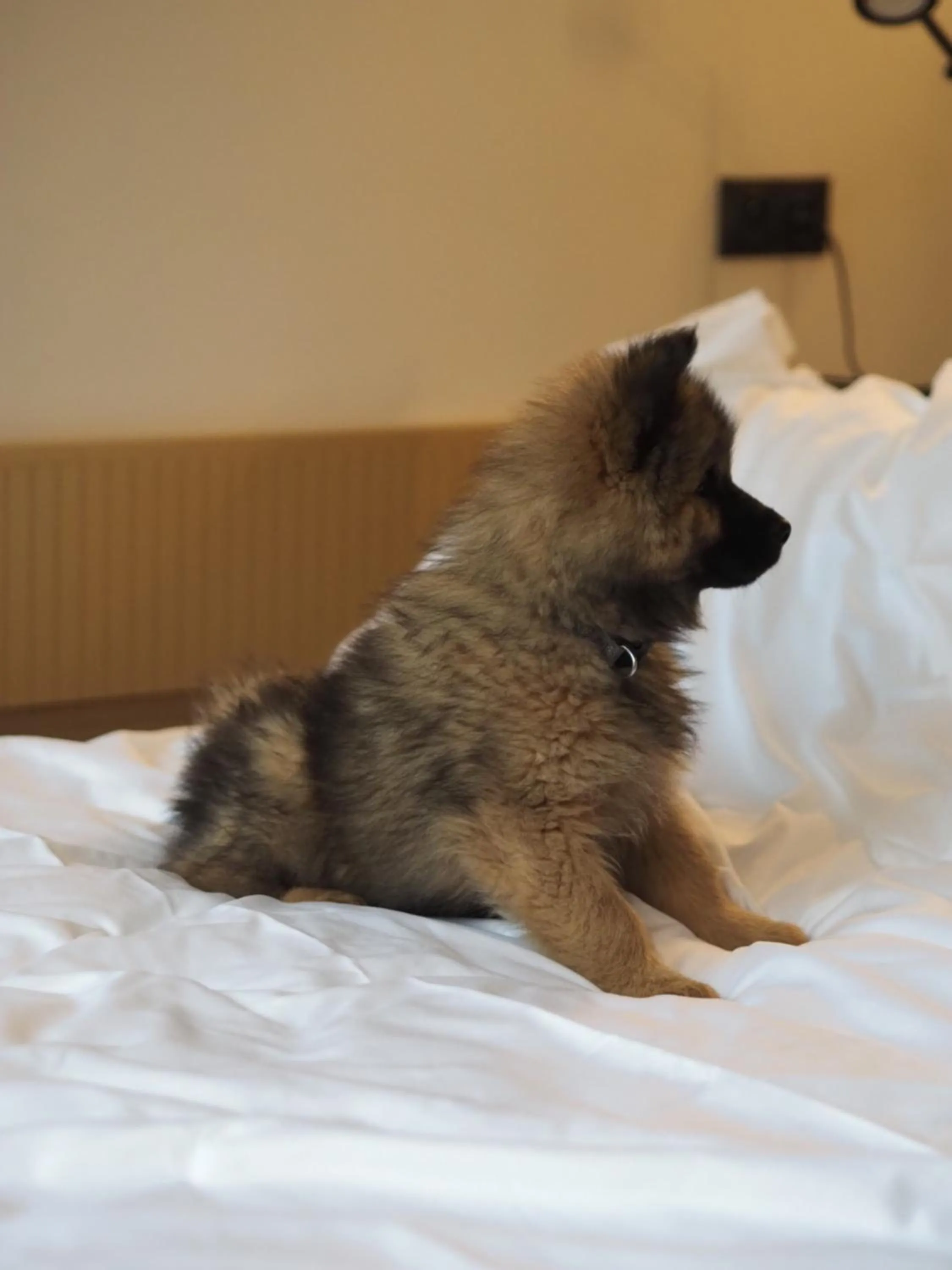 pet friendly in JOST Hôtel Lille Centre