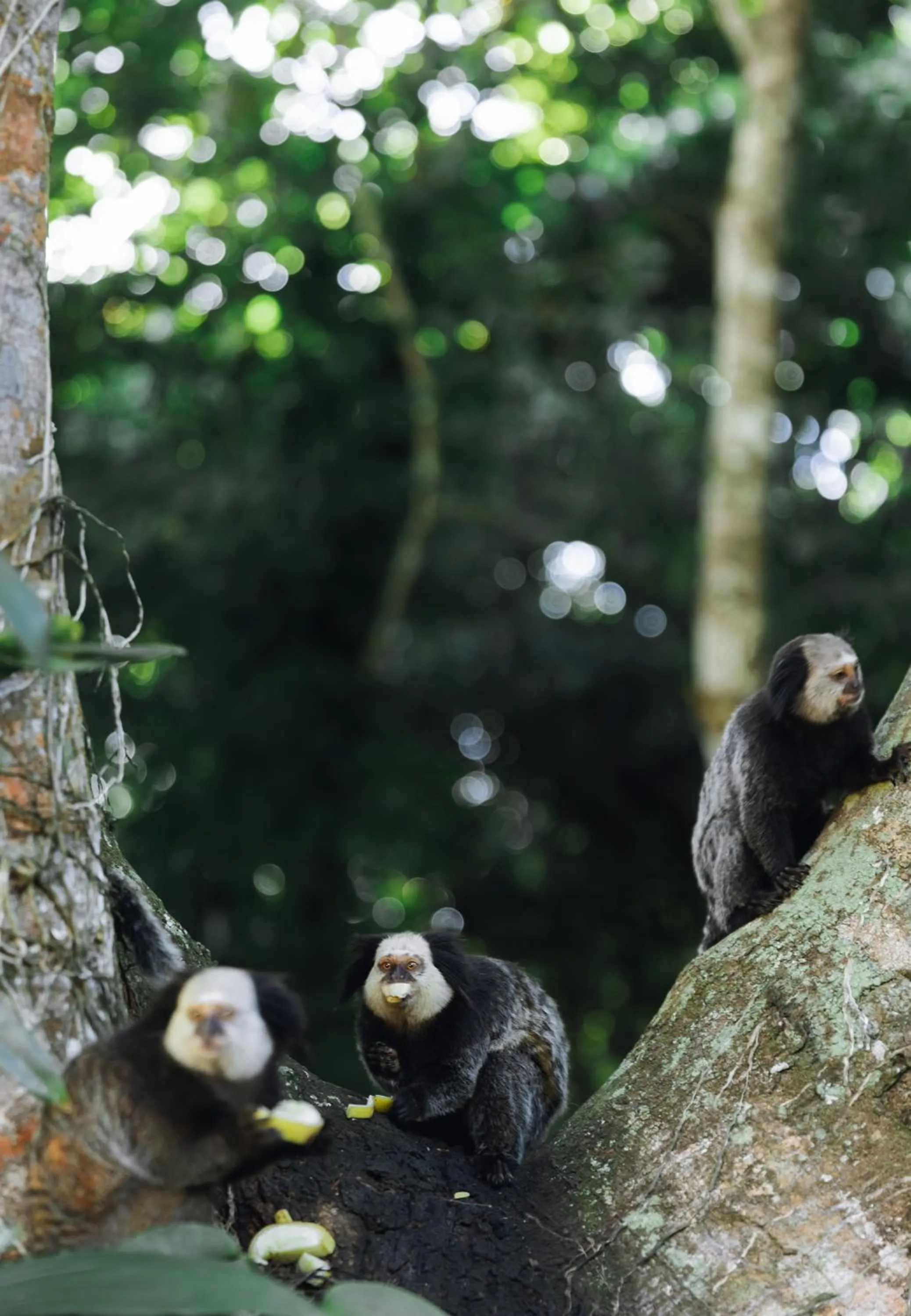 Garden in Casa Baiana Pousada & Aconchego