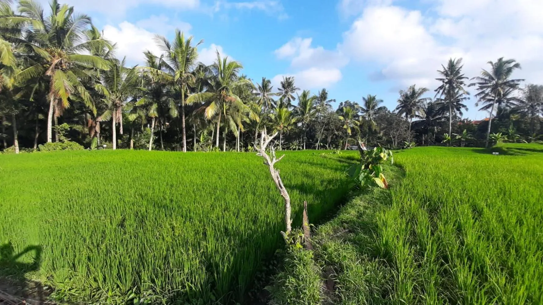 Natural landscape in As I Am Ubud Retreat