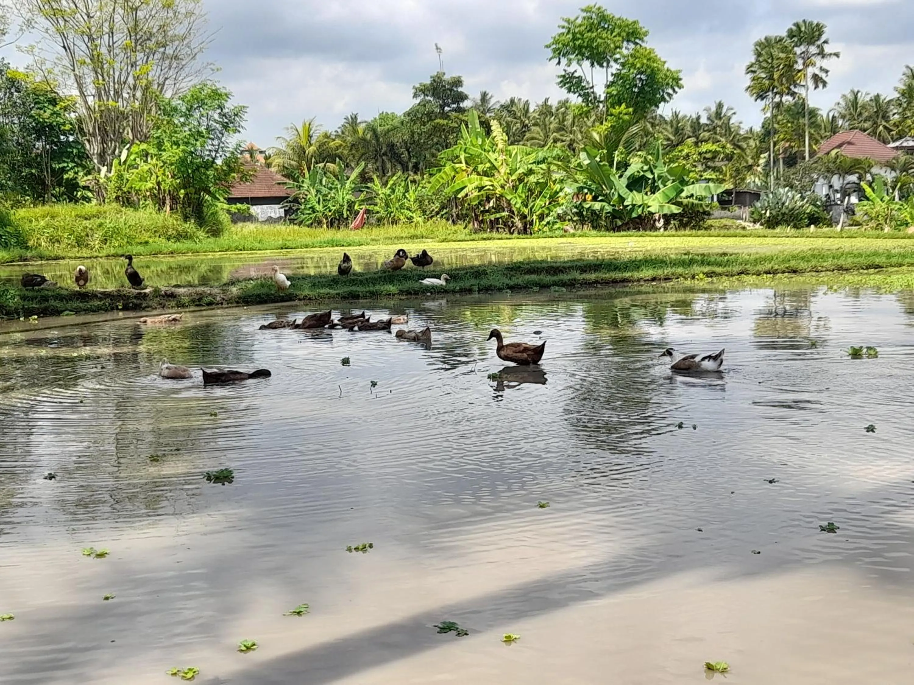 Natural landscape in As I Am Ubud Retreat