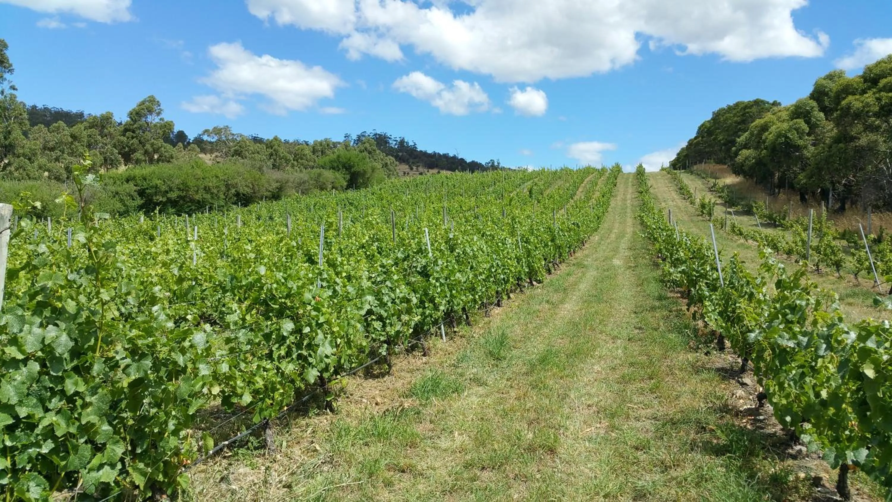 Natural landscape in Charles Reuben Estate