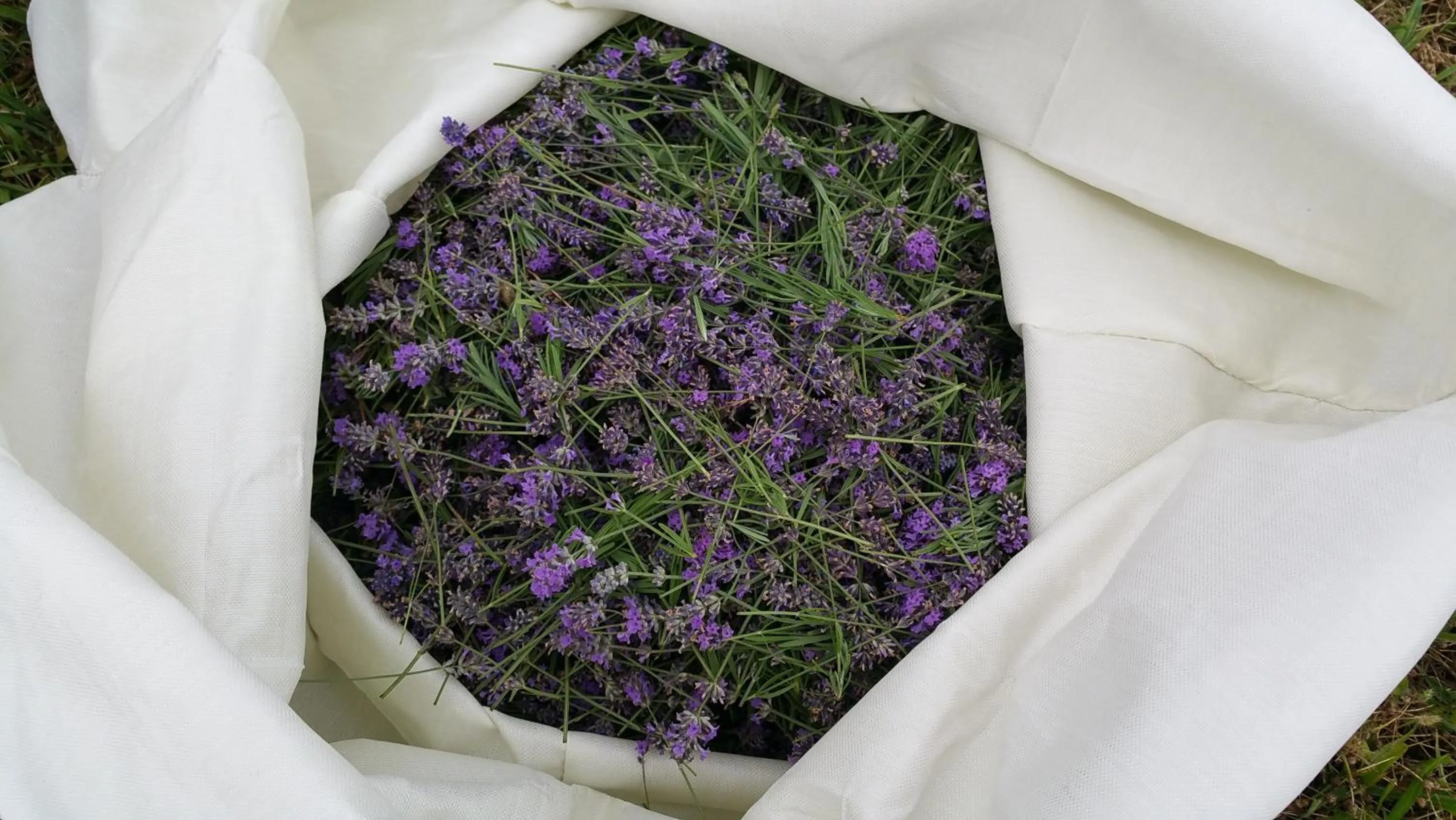 Summer in Charles Reuben Estate