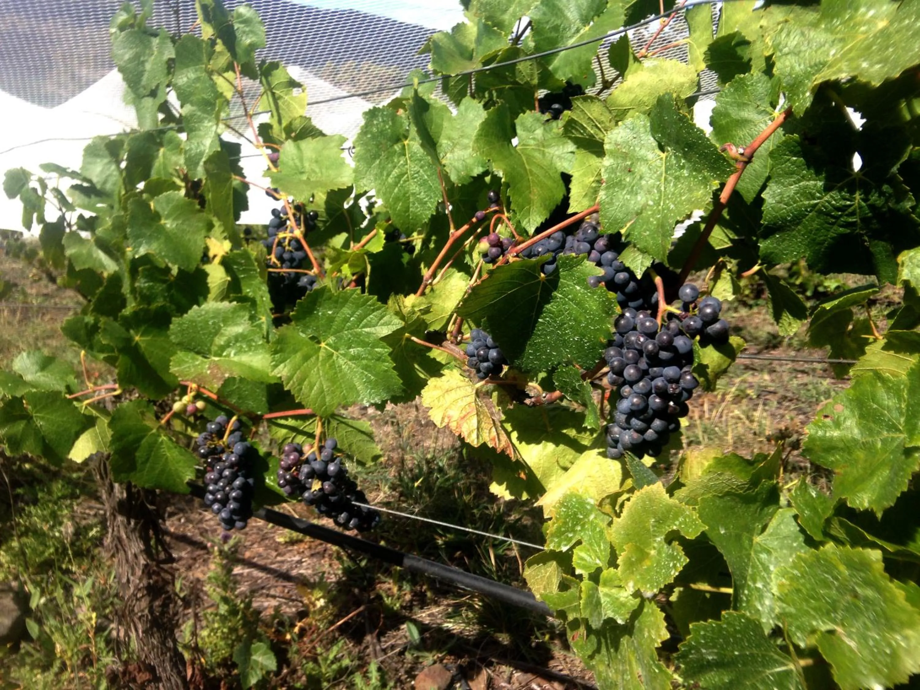 Spring in Charles Reuben Estate