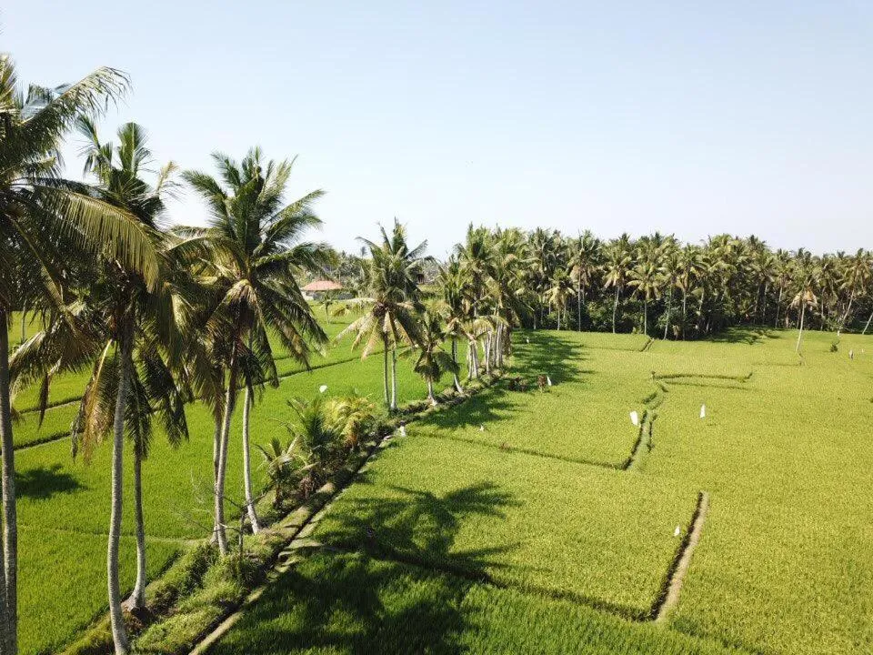 The Sawah Resort & Villa