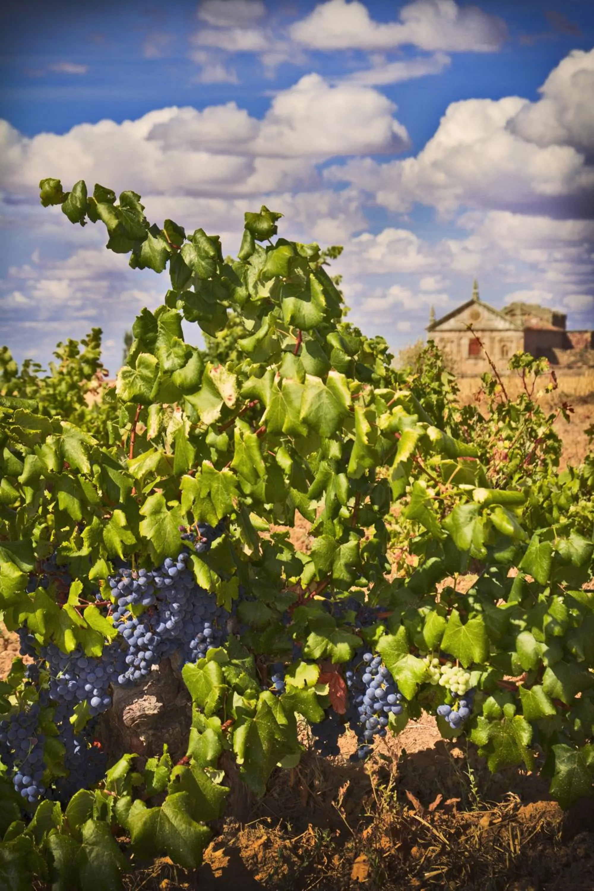 Mountain view in Posada Real del Buen Camino, alojamiento rural