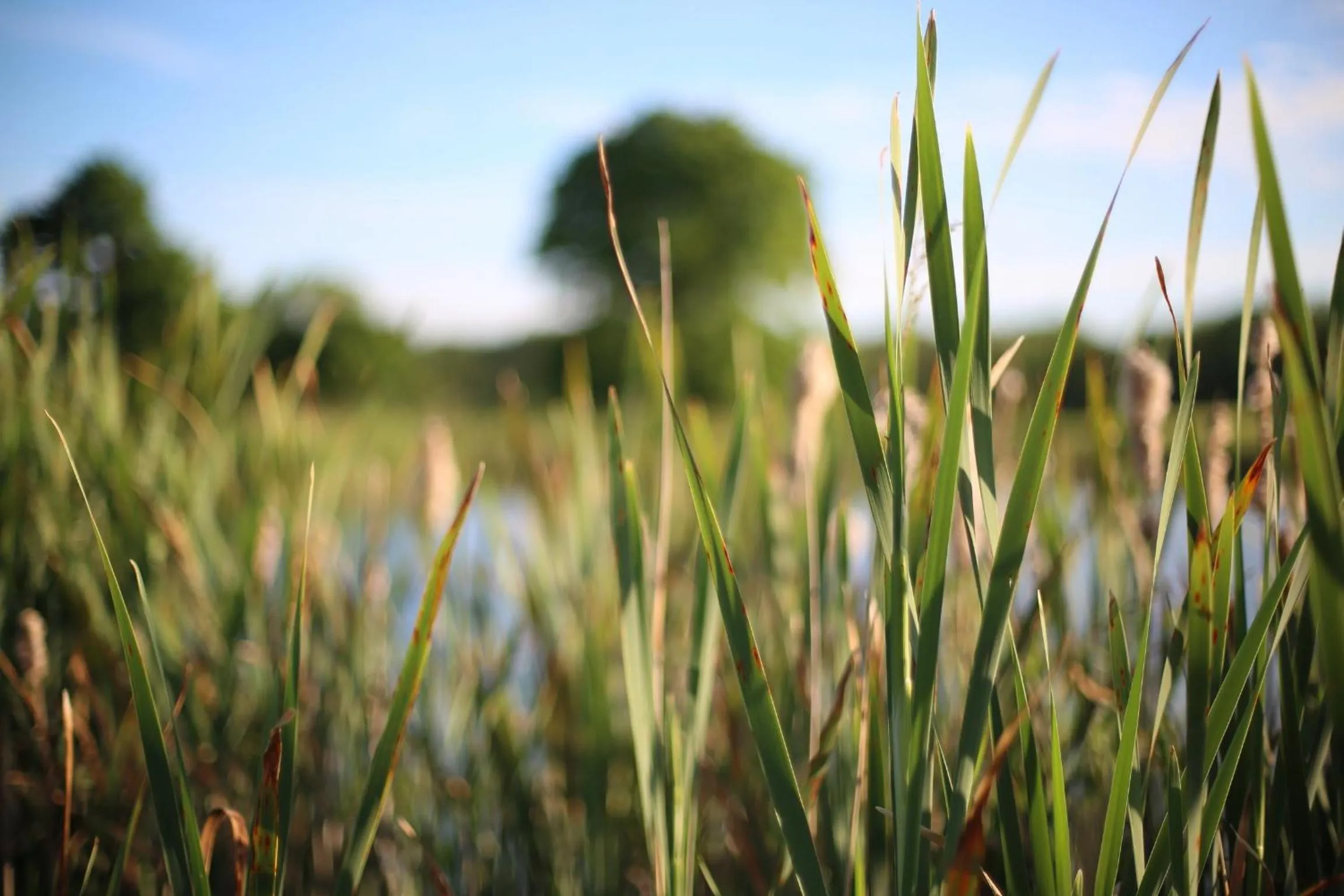 Natural landscape in The Lighthouse