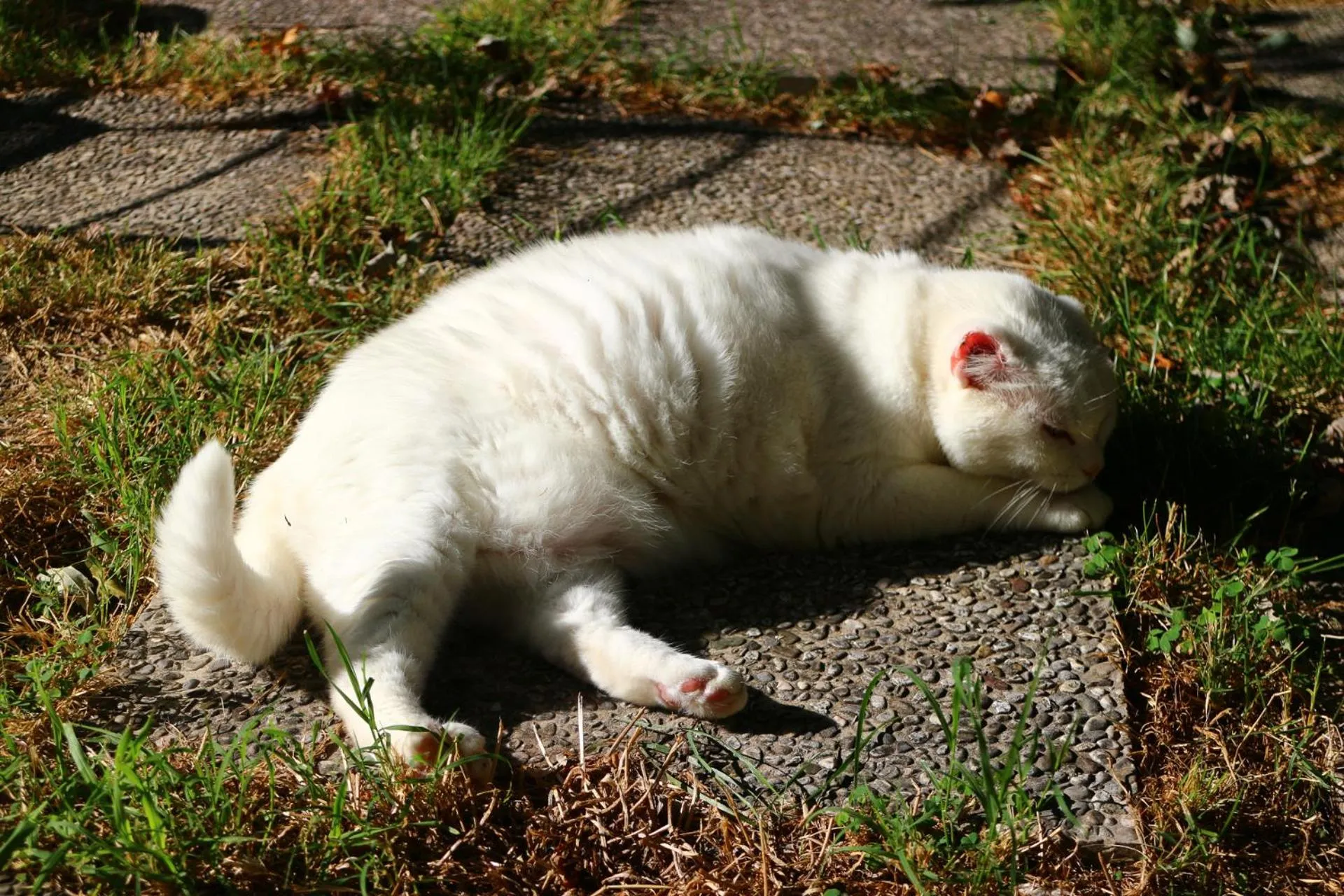 Garden in Bed and breakfast Casa Formica