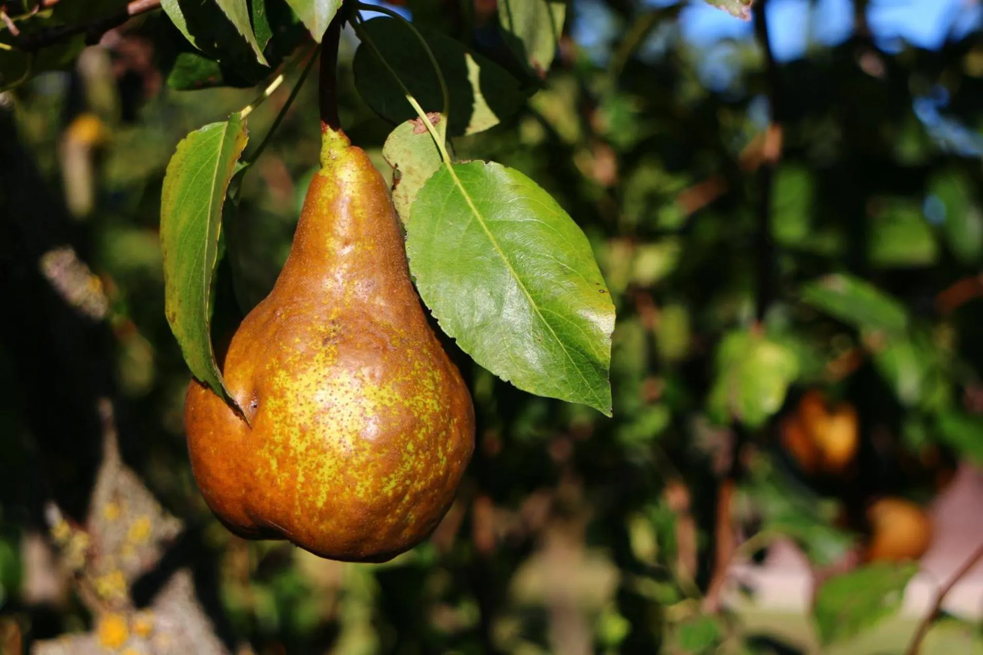 Garden in Bed and breakfast Casa Formica
