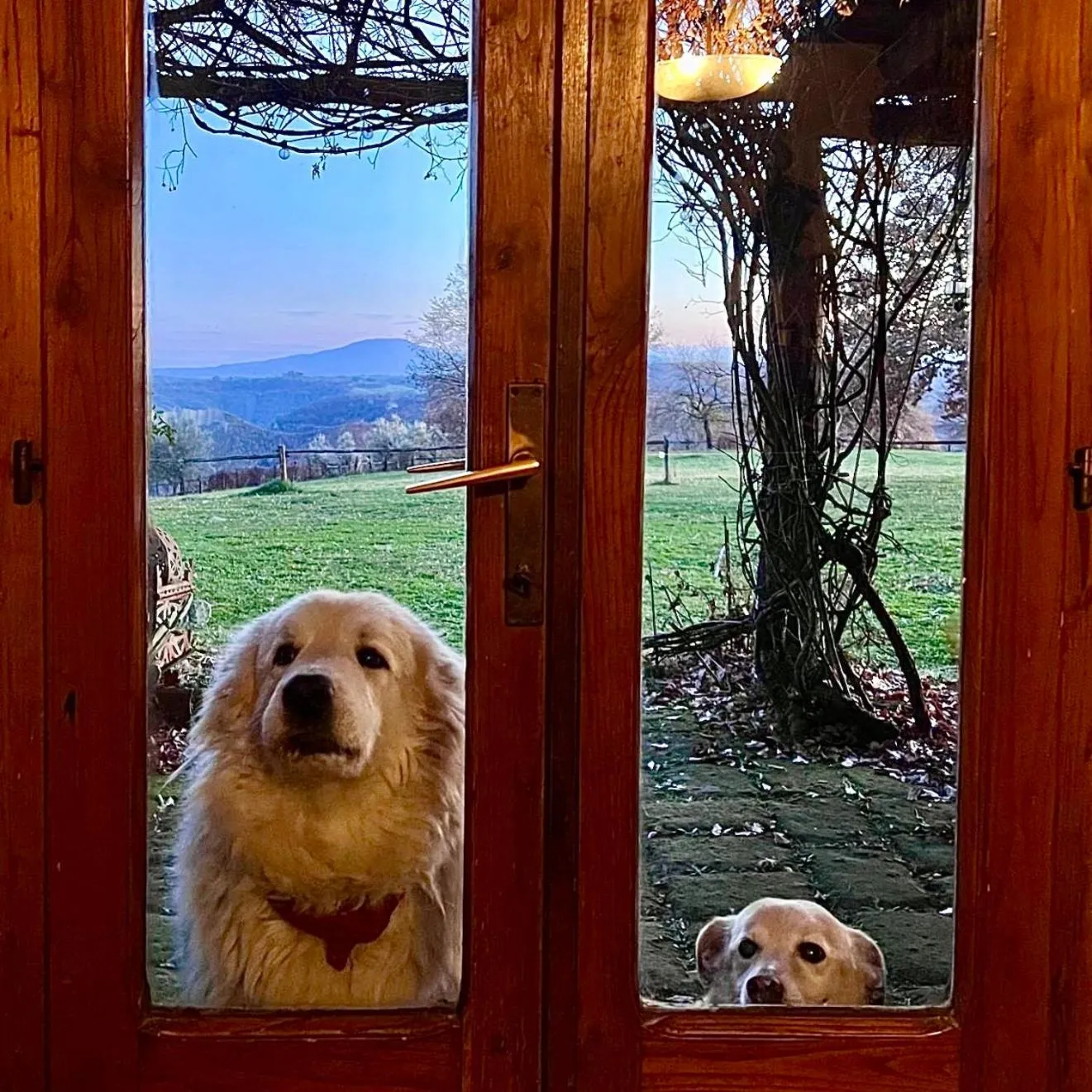 Pets in Bed And Breakfast Dopo Il Settimo Cielo