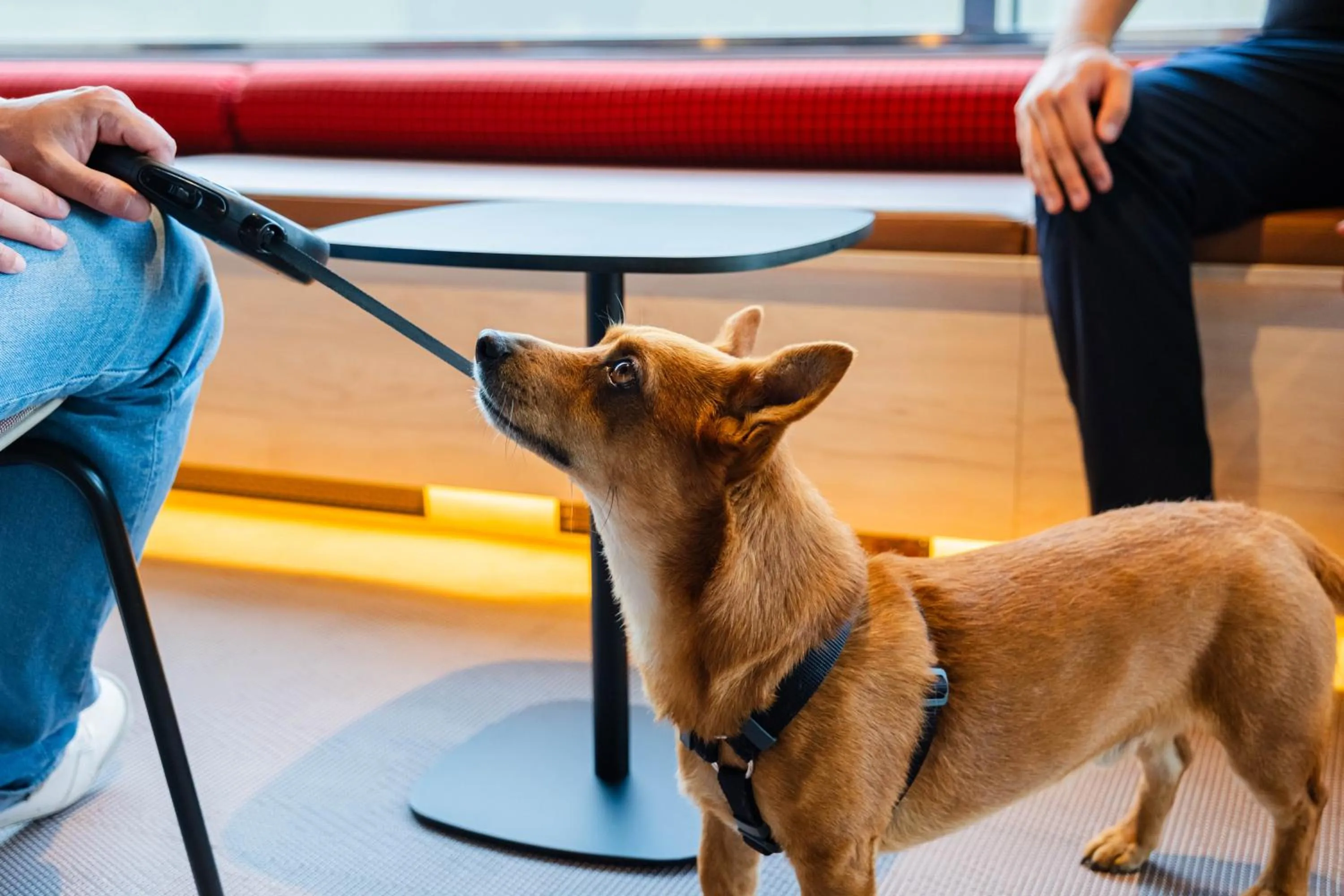 Pets in Citybox Stockholm