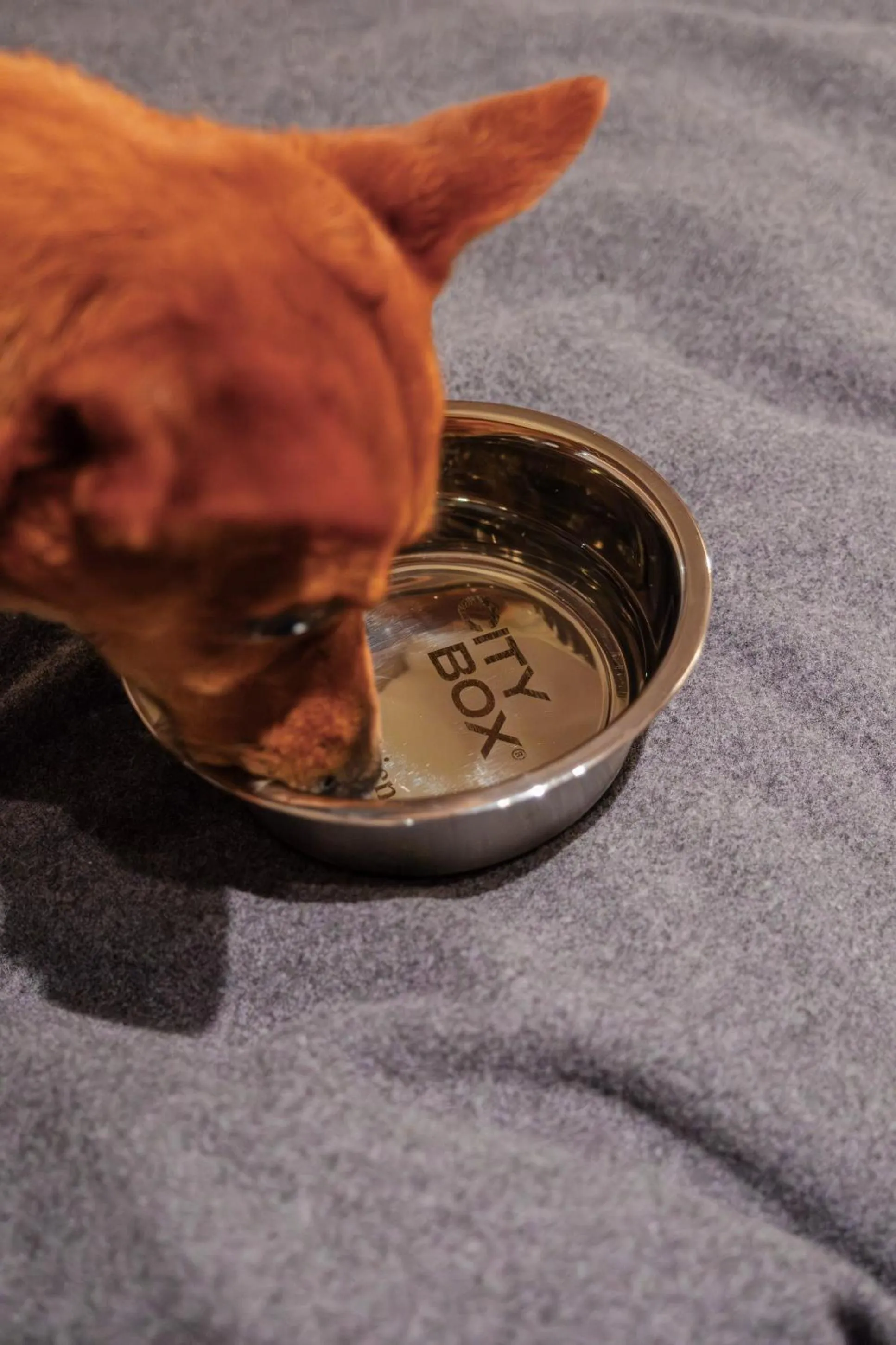 Pets in Citybox Stockholm