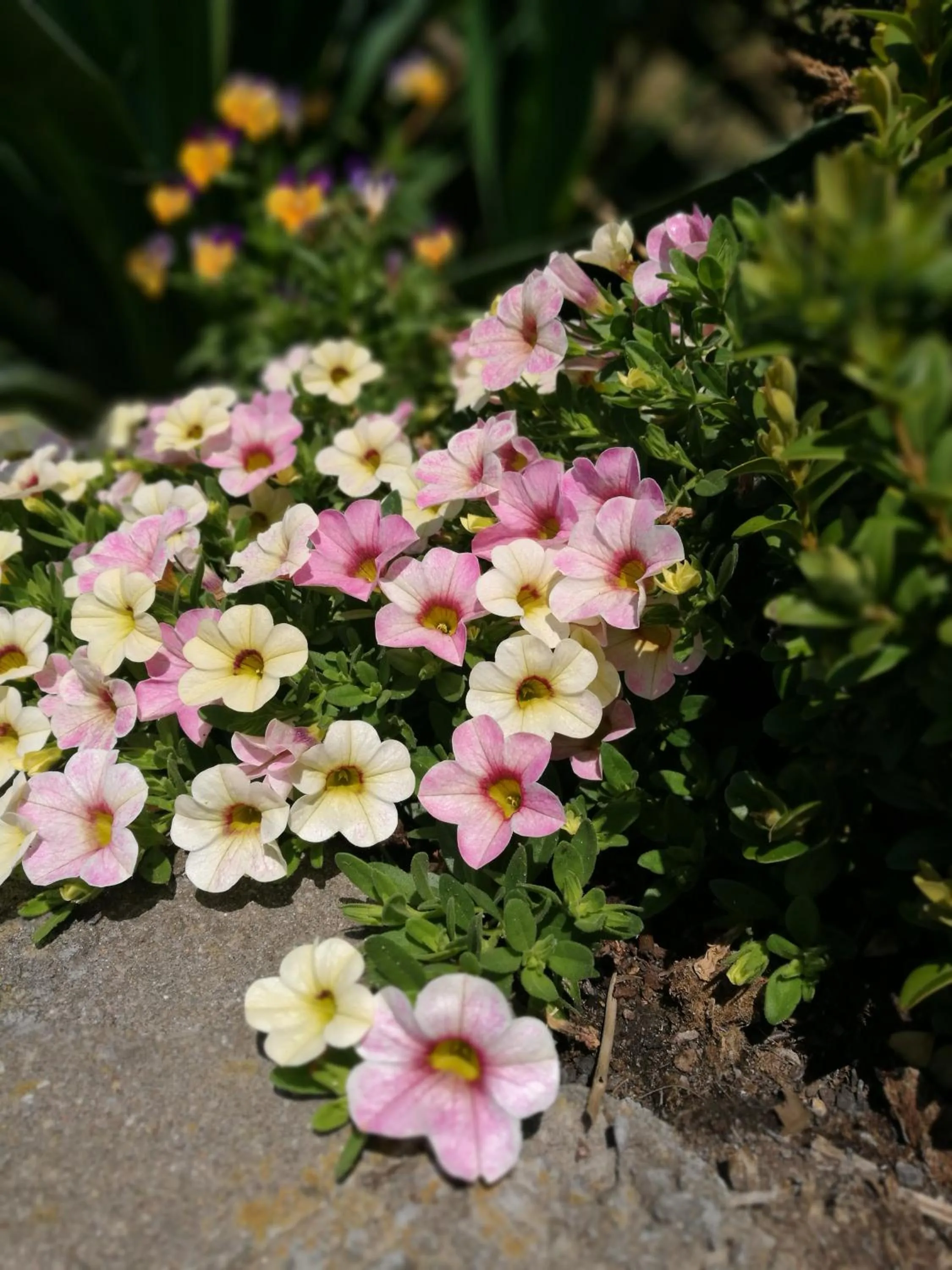 Natural landscape in Hotel & Restaurant Bergfried