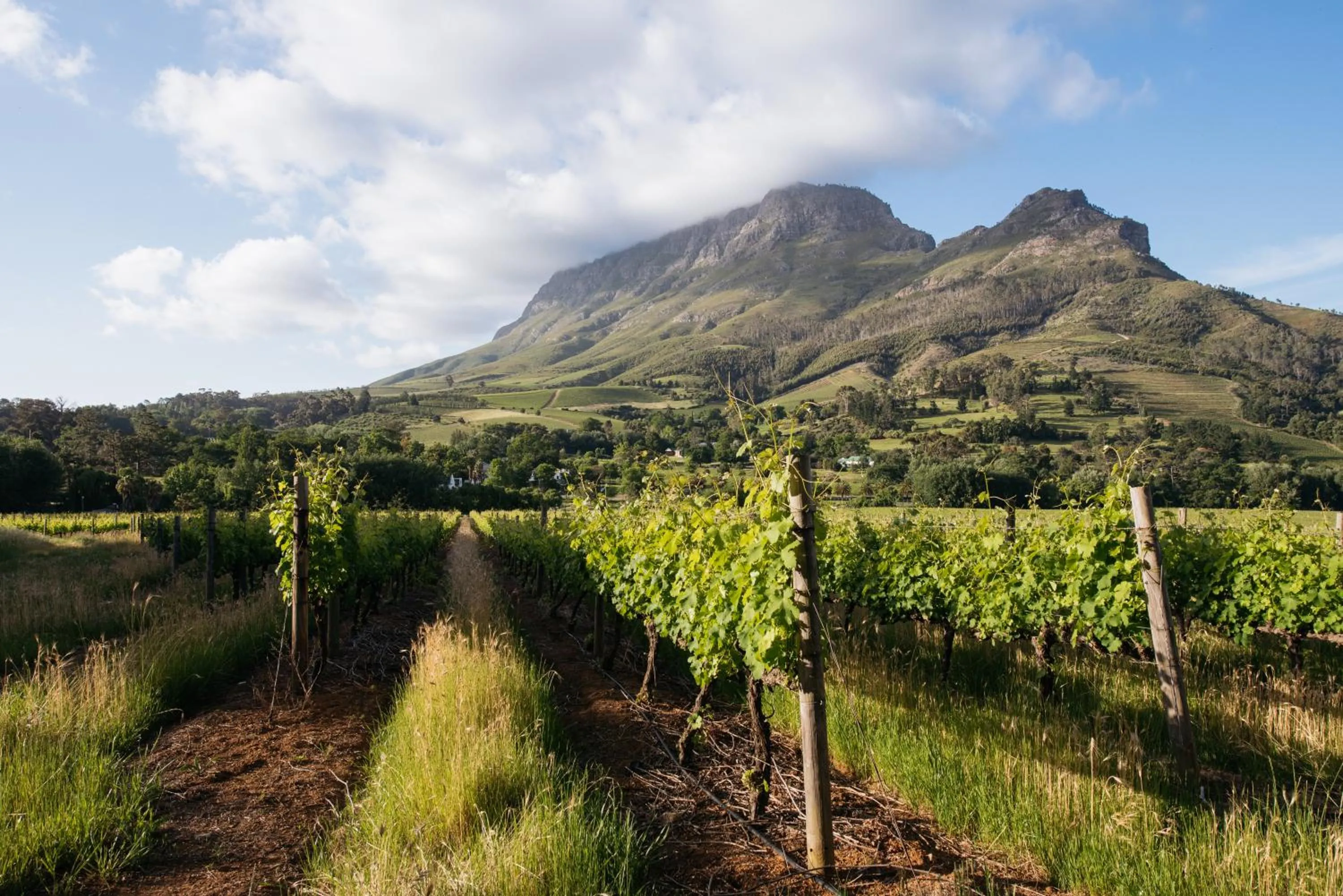 Natural landscape in Banhoek Lodge
