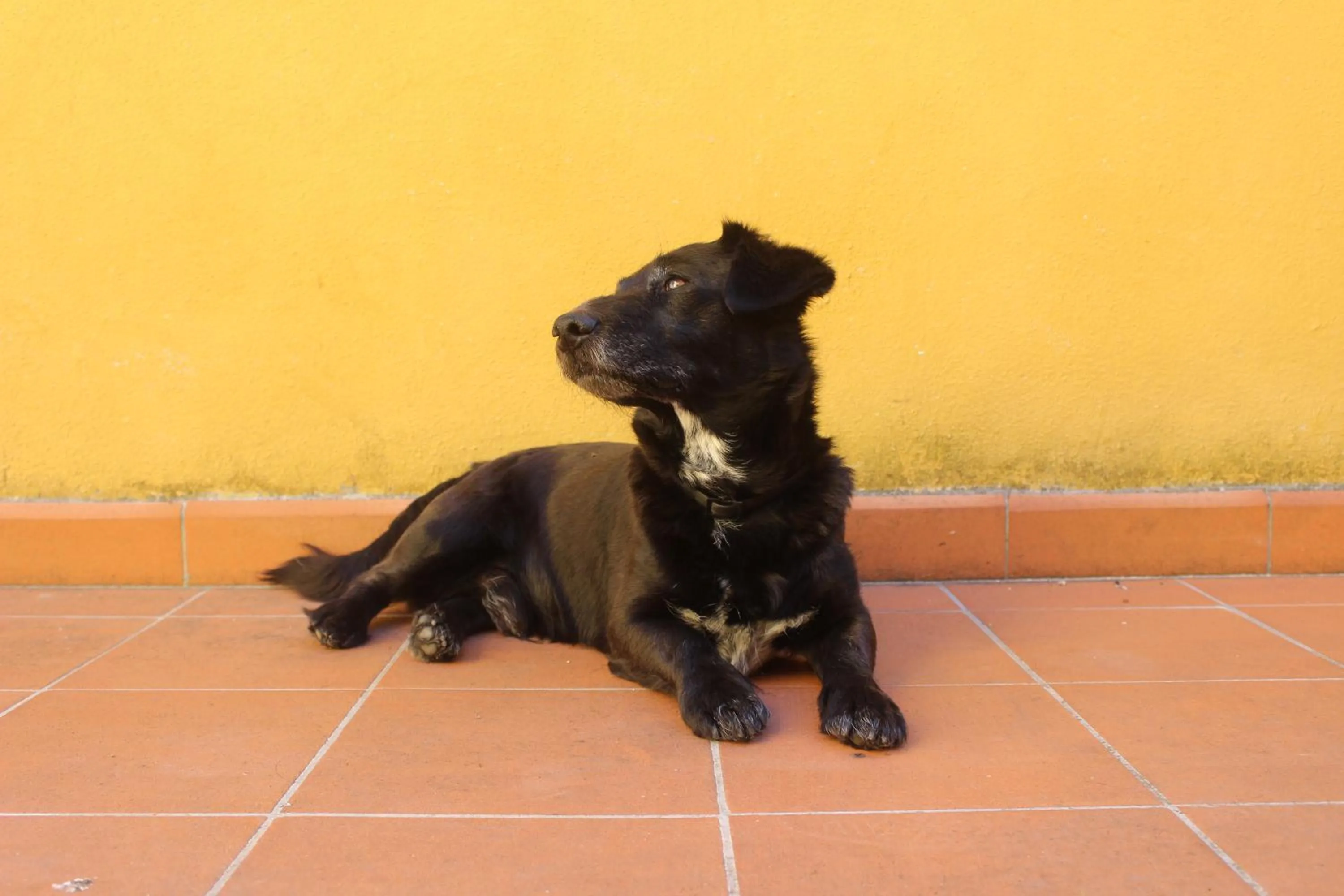 Pets in Al Canto B&B