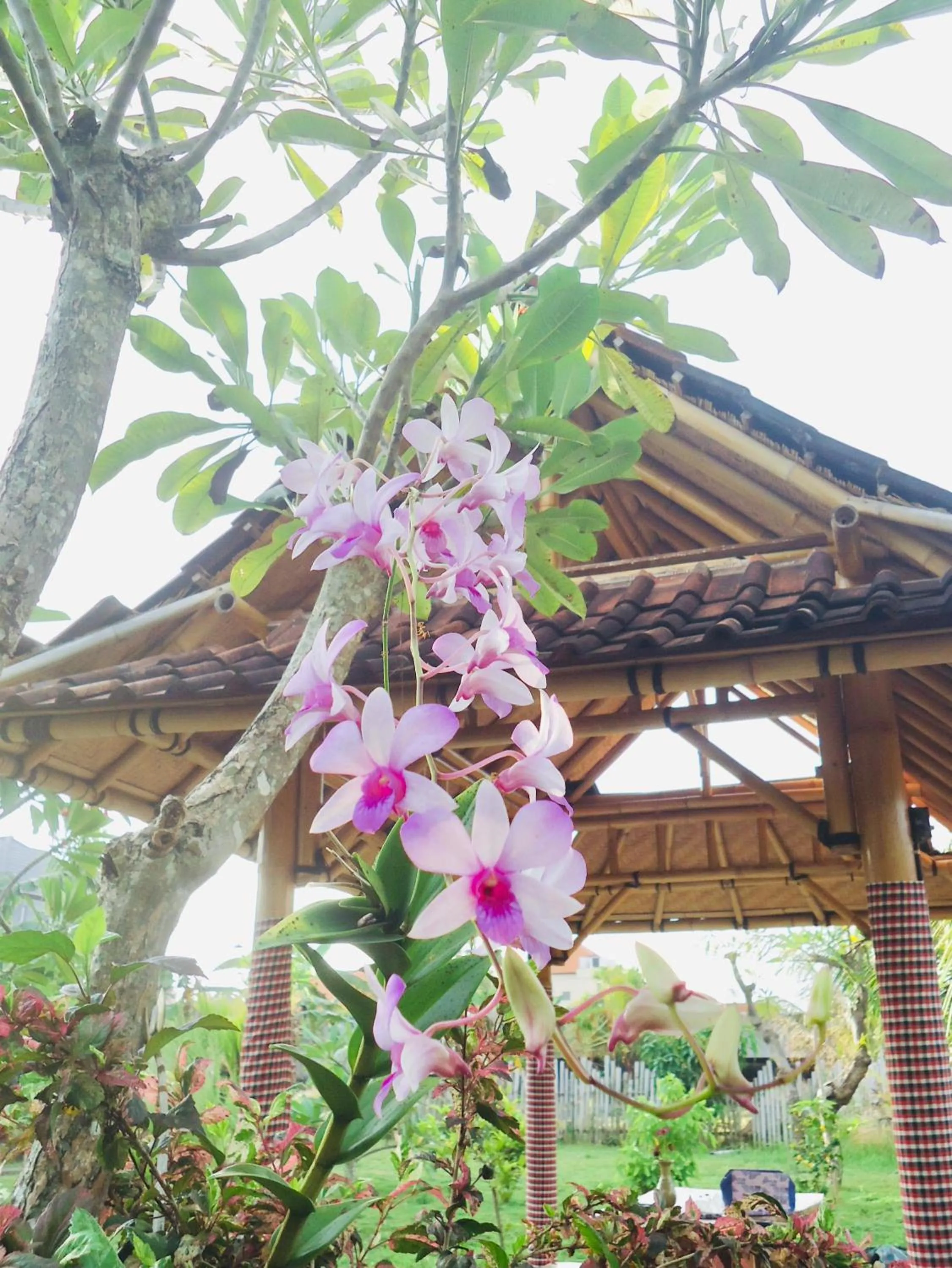 Day in Sriwedari House Keramas