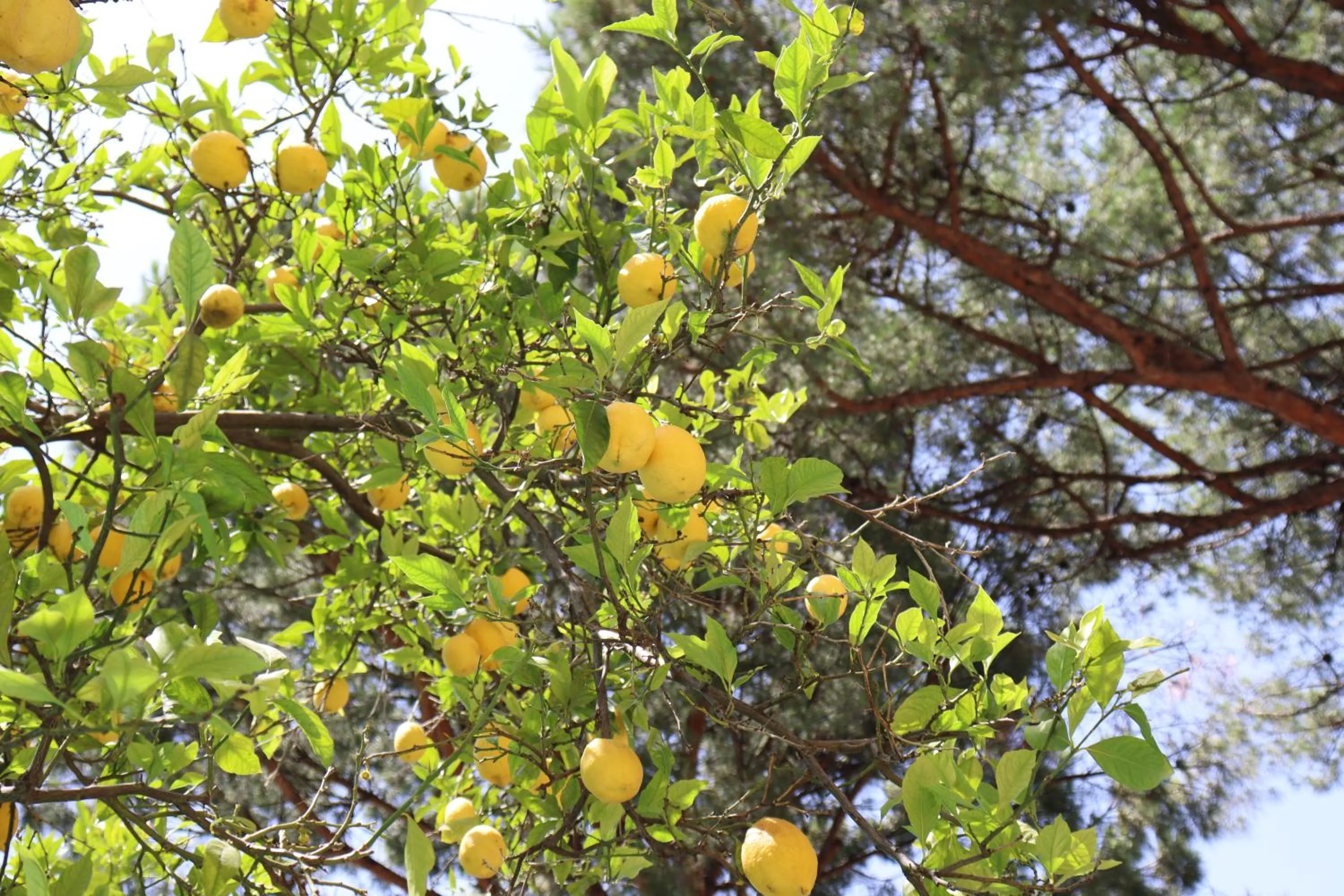 Garden in Hotel Paradiso