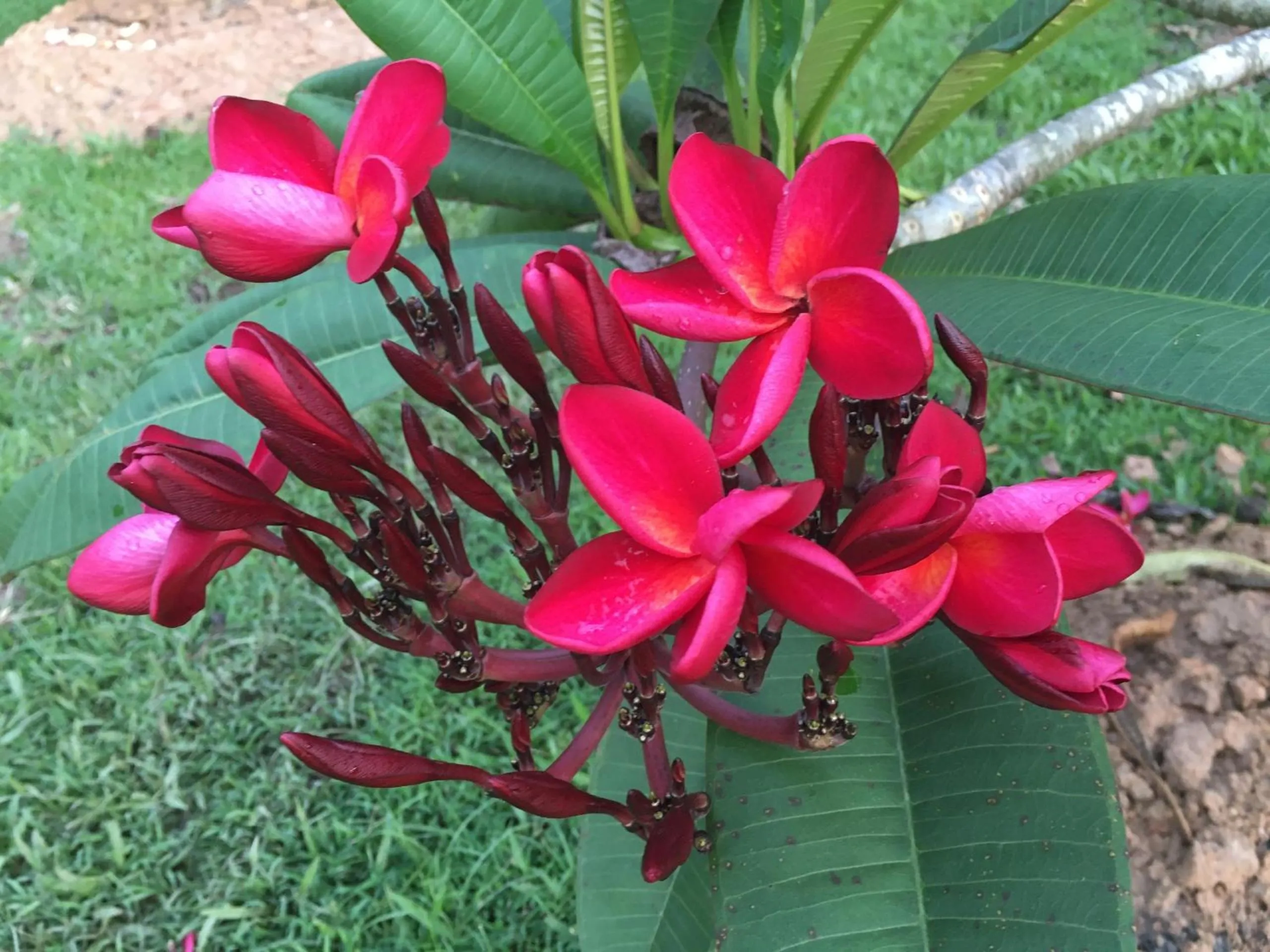 Les Hameaux de l'Orient