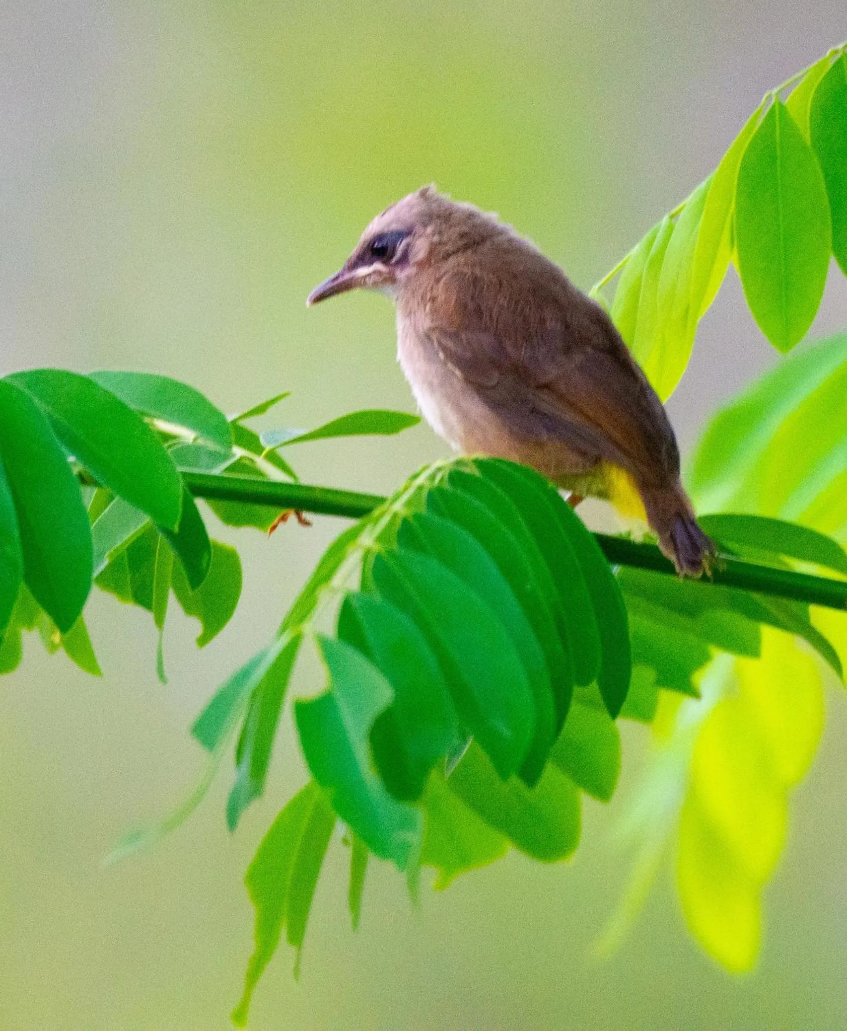 Les Hameaux de l'Orient