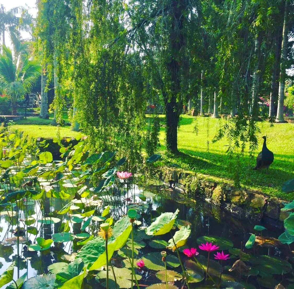 Garden in Les Hameaux de l'Orient