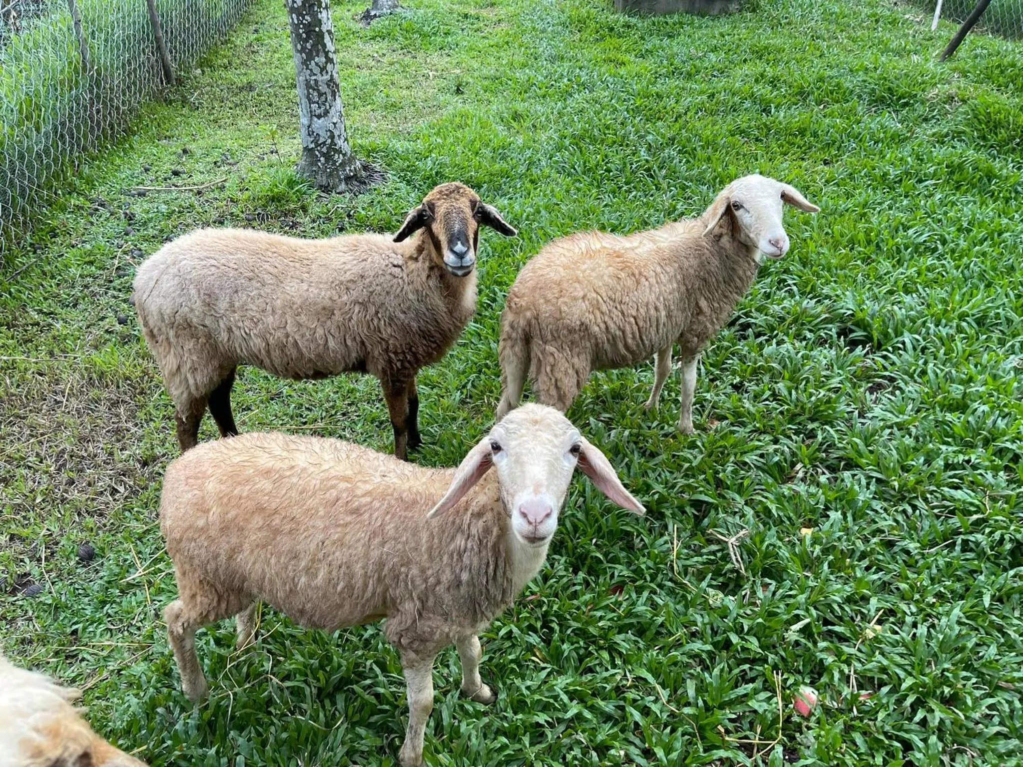 Animals in Les Hameaux de l'Orient