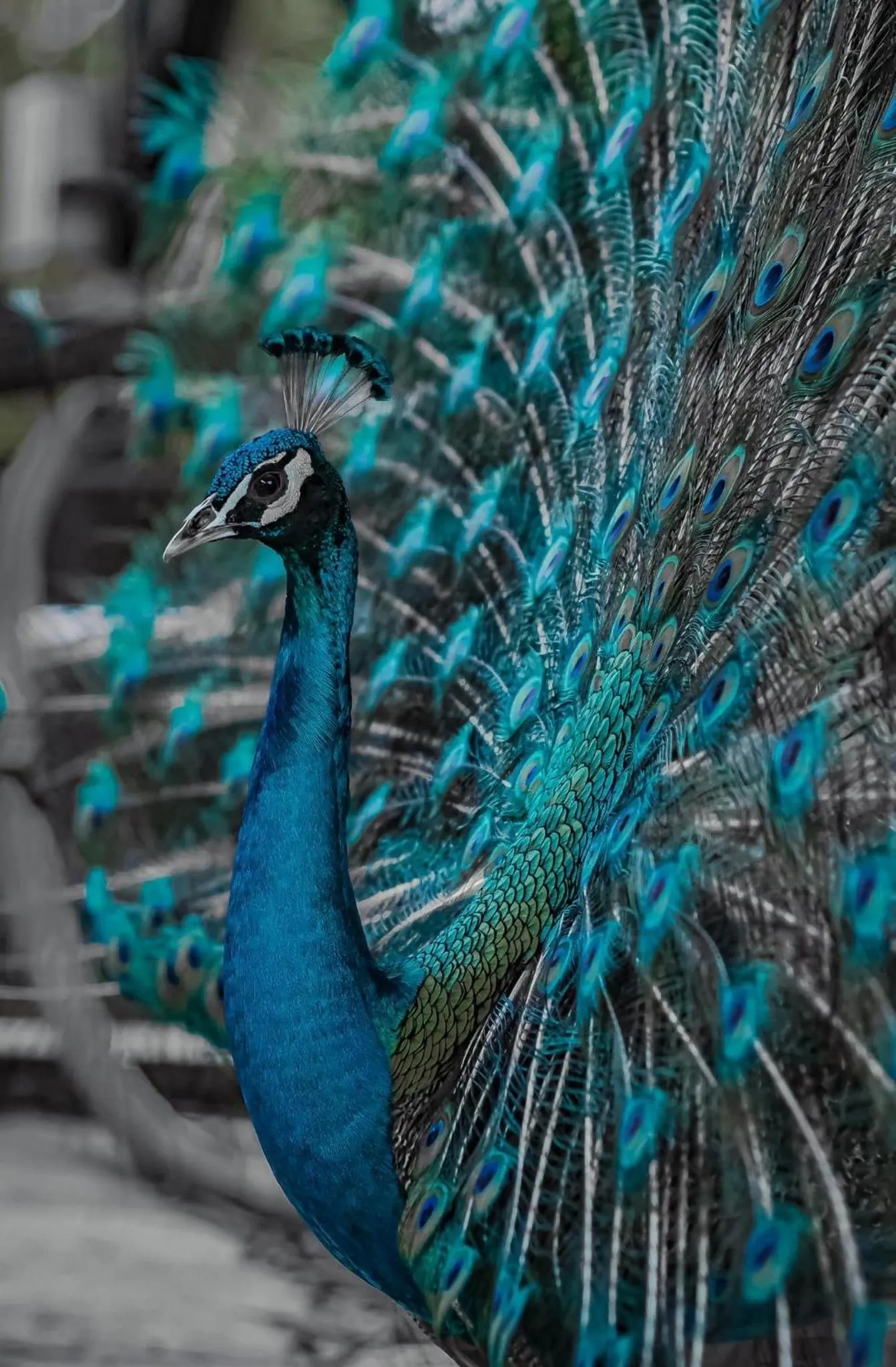 Les Hameaux de l'Orient