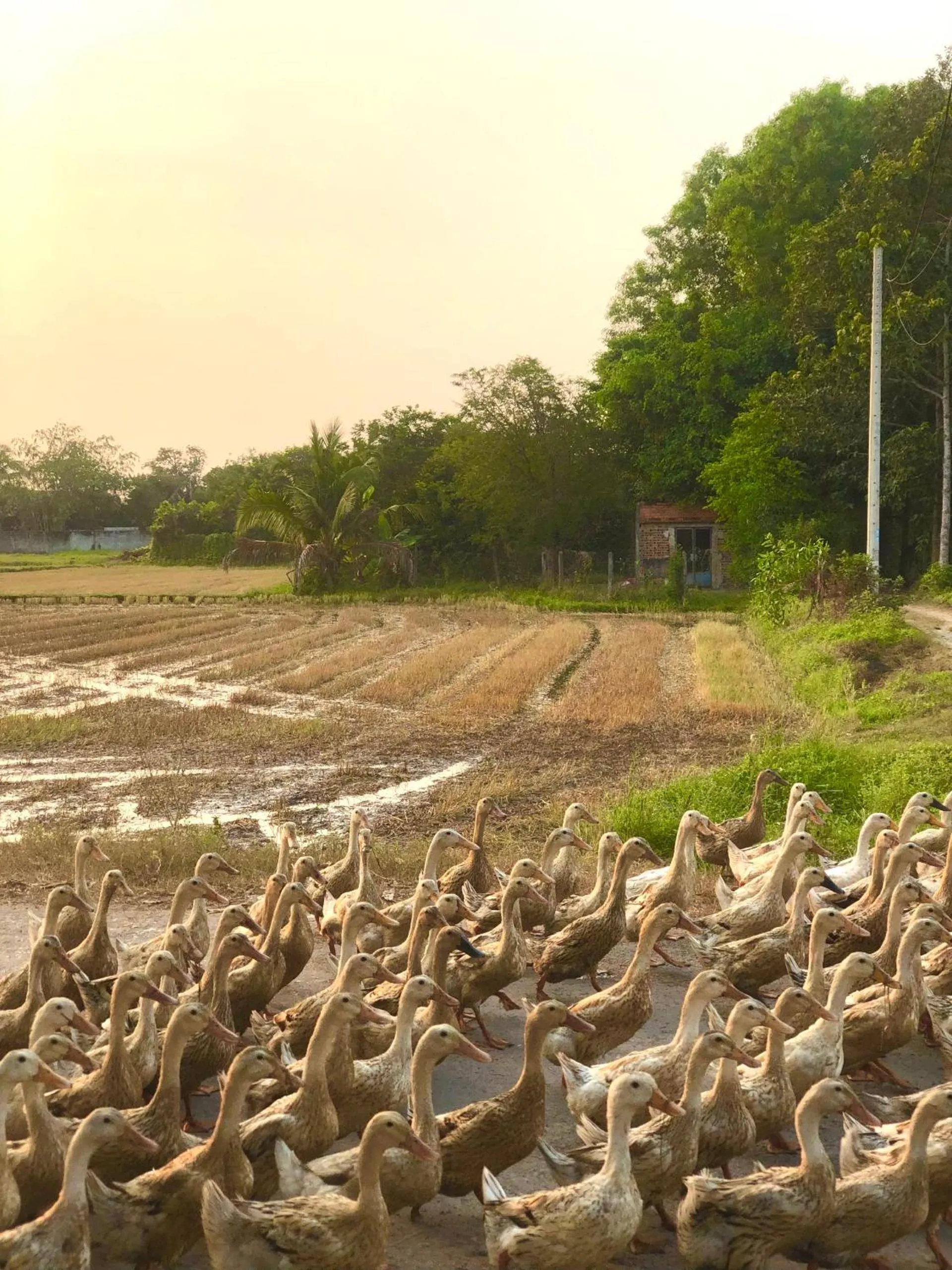 Animals in Les Hameaux de l'Orient