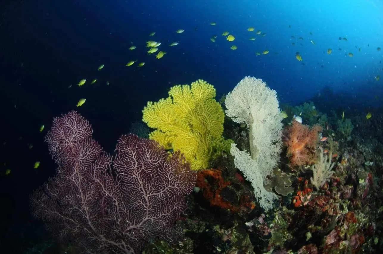 Natural landscape in East Holiday Resort Moalboal