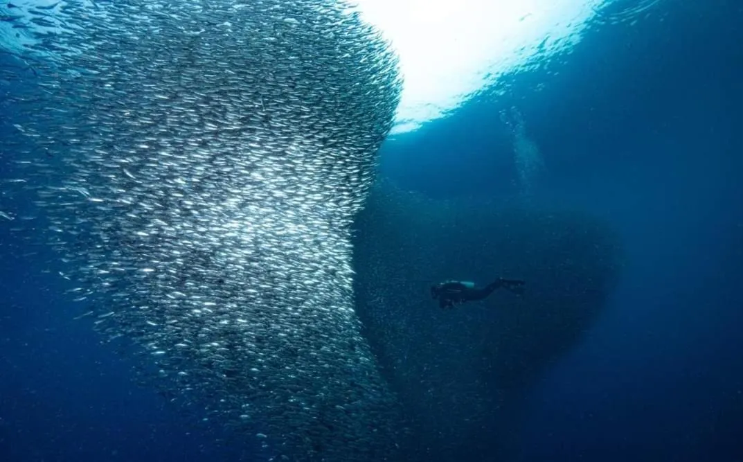 Sea view in East Holiday Resort Moalboal