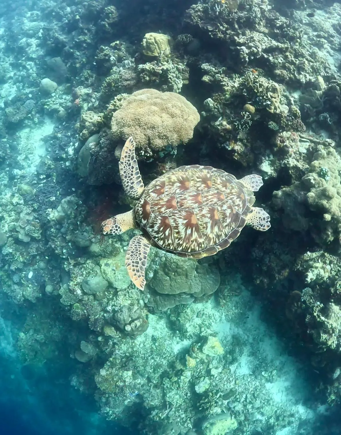 Natural landscape in East Holiday Resort Moalboal