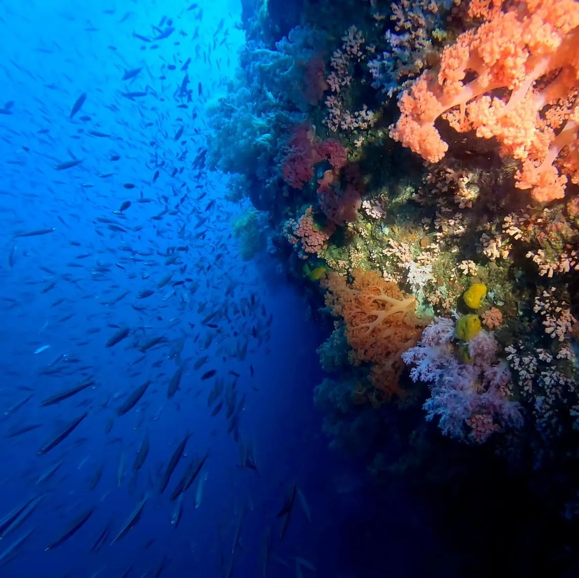 Natural landscape in East Holiday Resort Moalboal