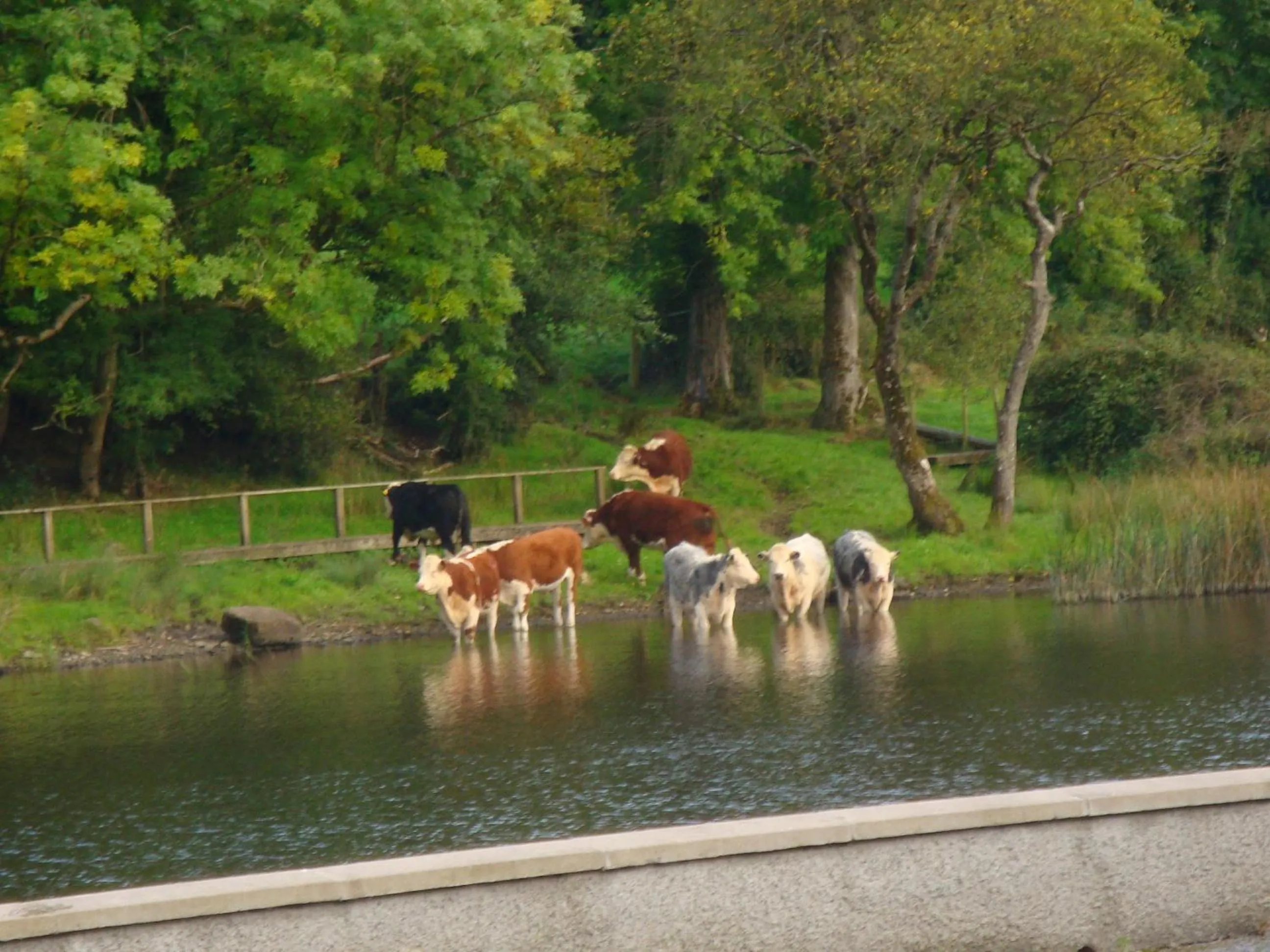 Pets in Corrigans Shore House