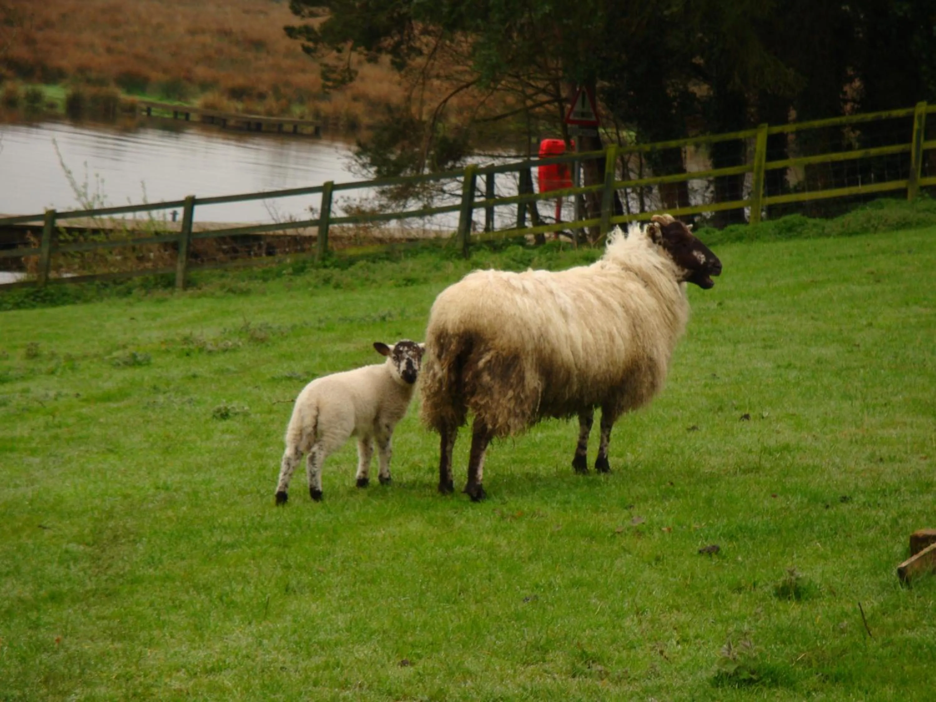 Pets in Corrigans Shore House