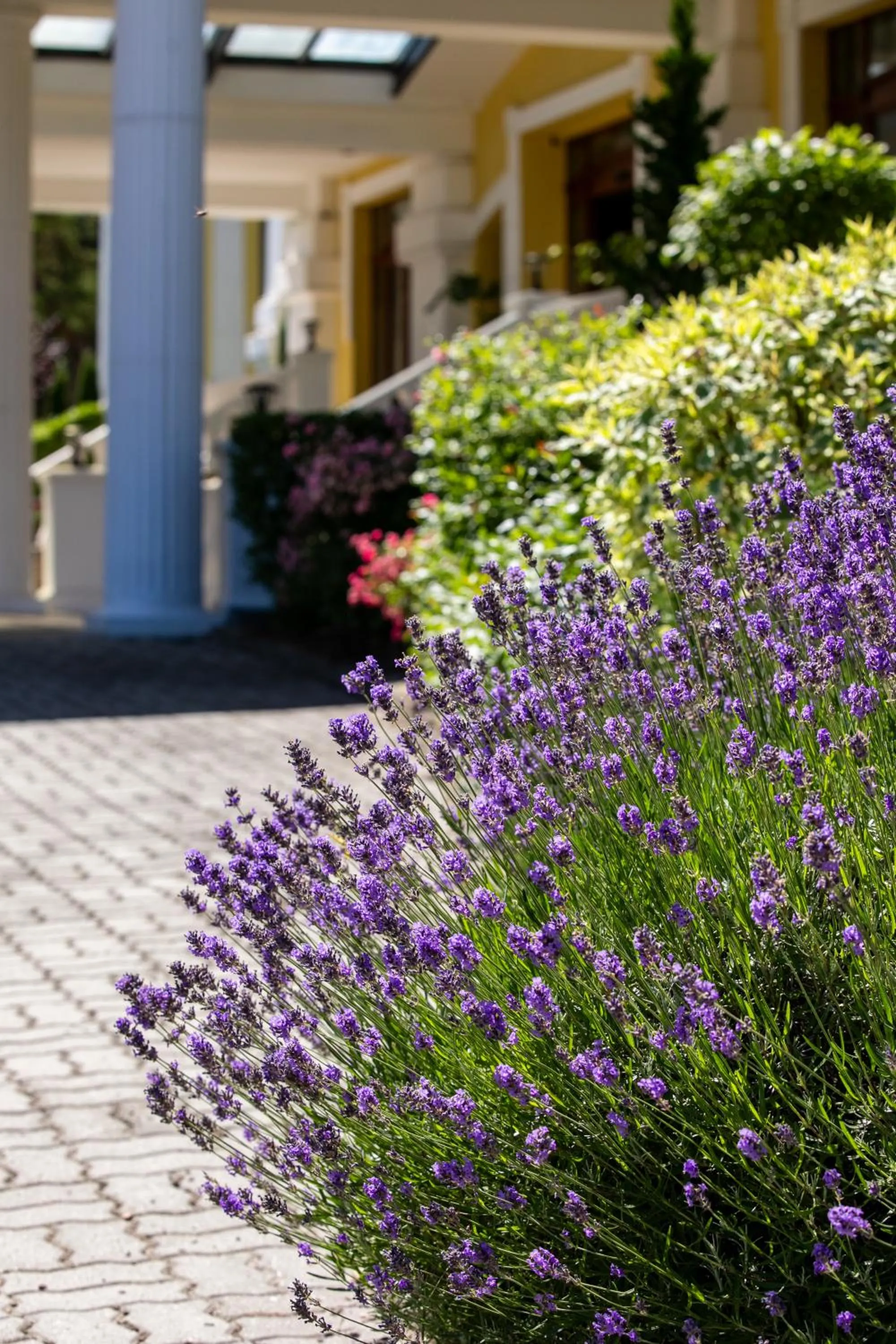 Garden view in Hotel Golden Palace