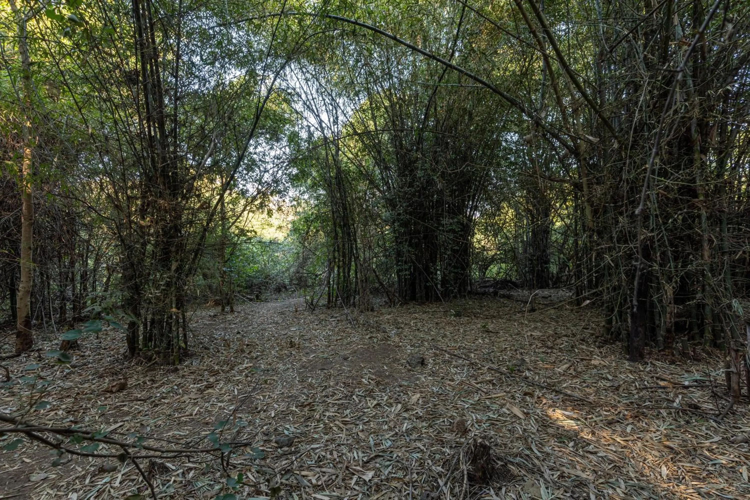 Spring in Brook Ville