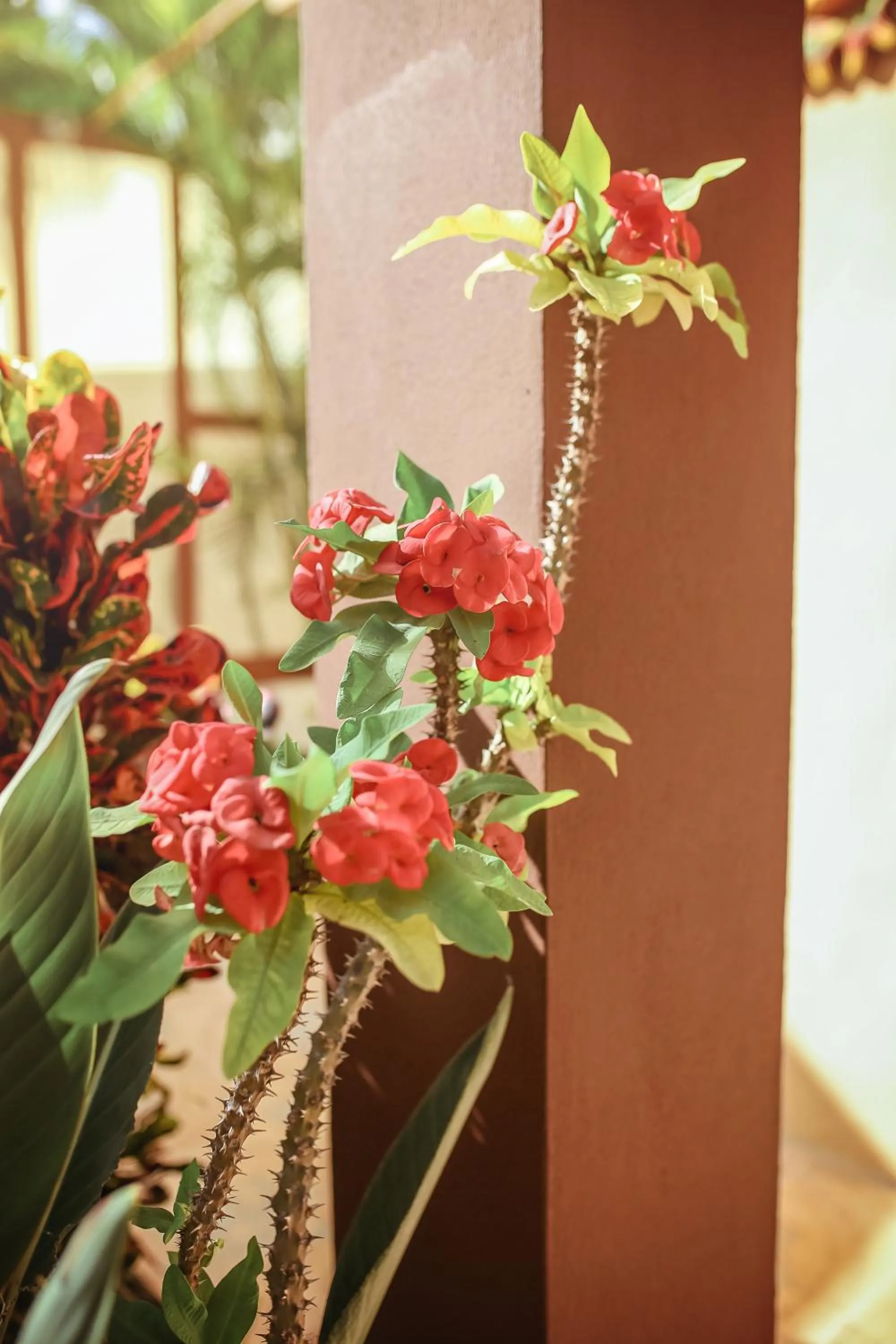 Balcony/Terrace in Casa Saab