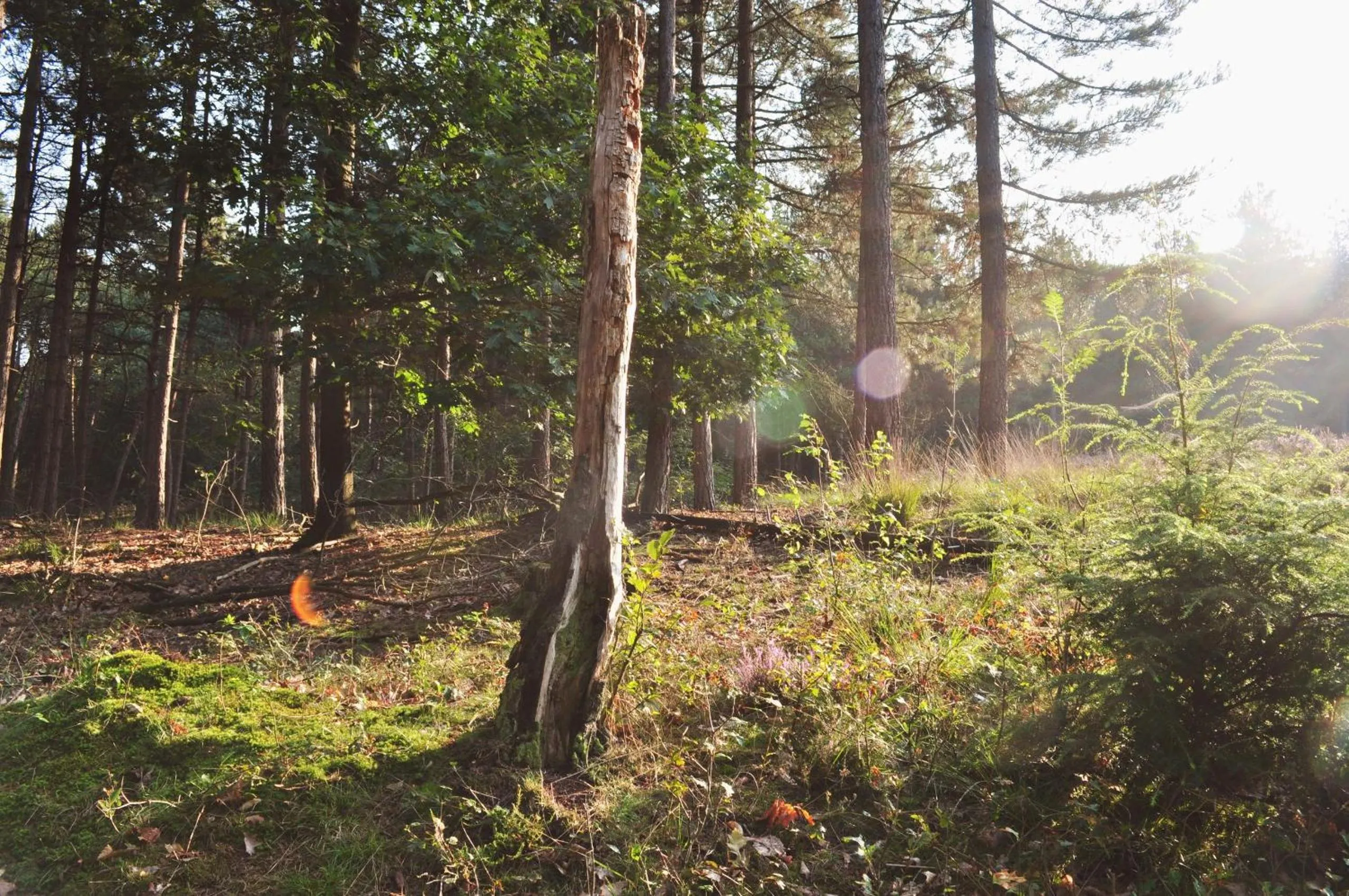 Natural landscape in Van der Valk Hotel De Molenhoek-Nijmegen