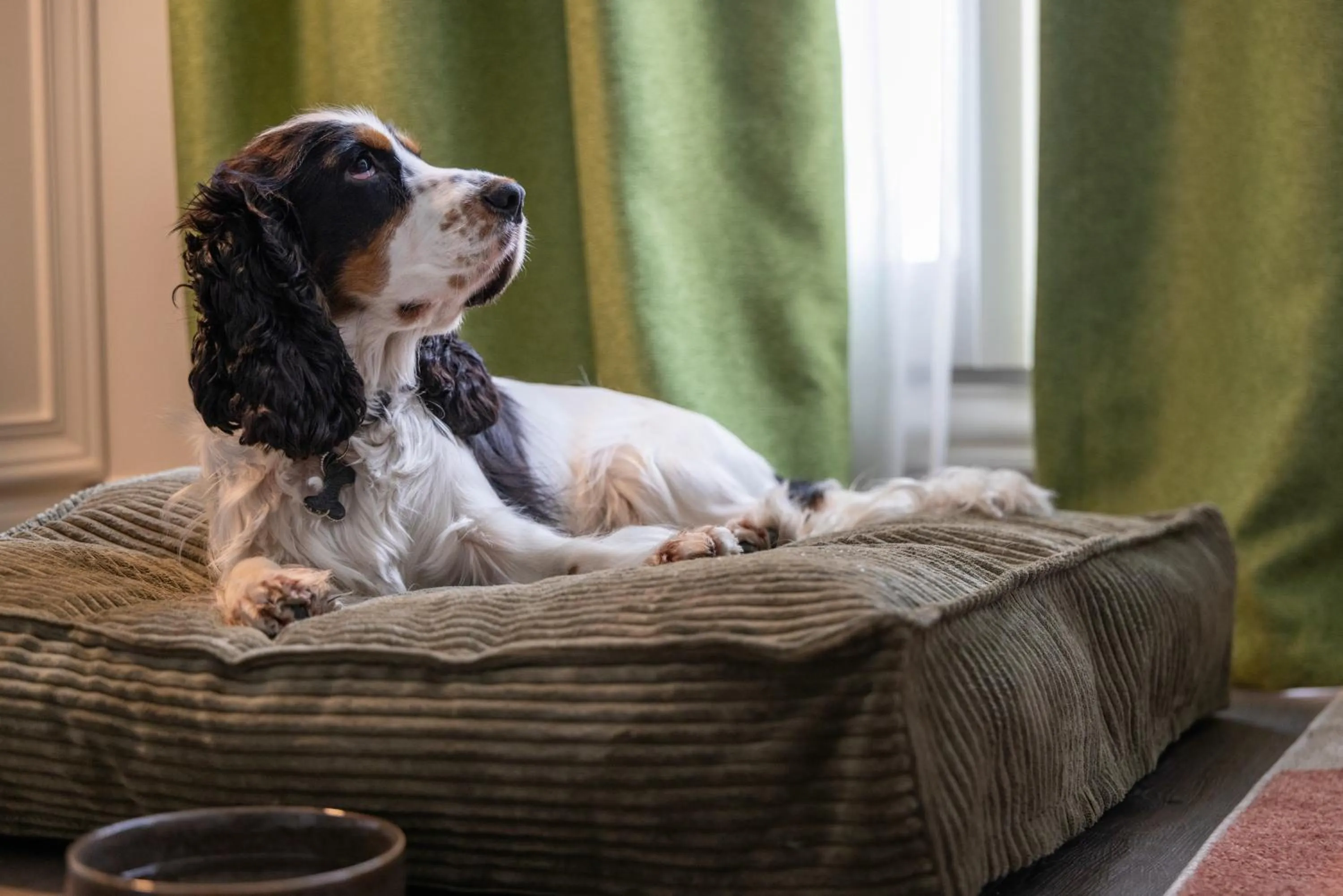 Pets in Hôtel L'Ormaie & Spa