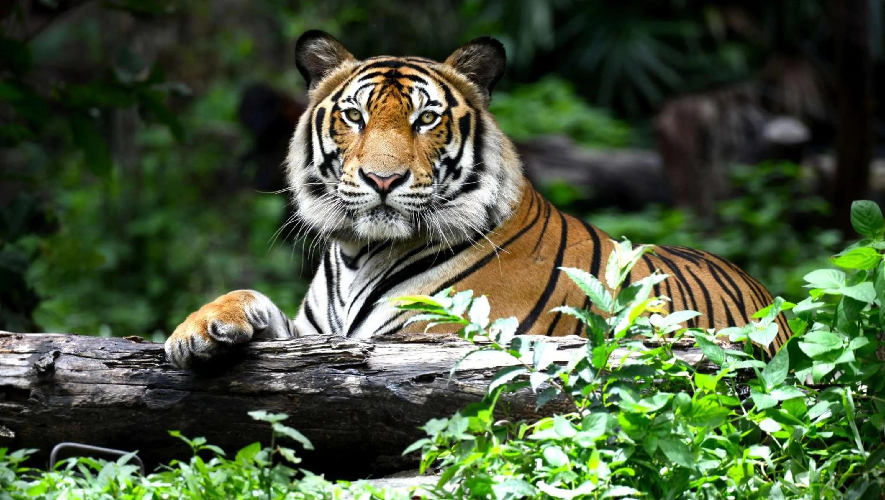 Area and facilities in M Star Columbus North