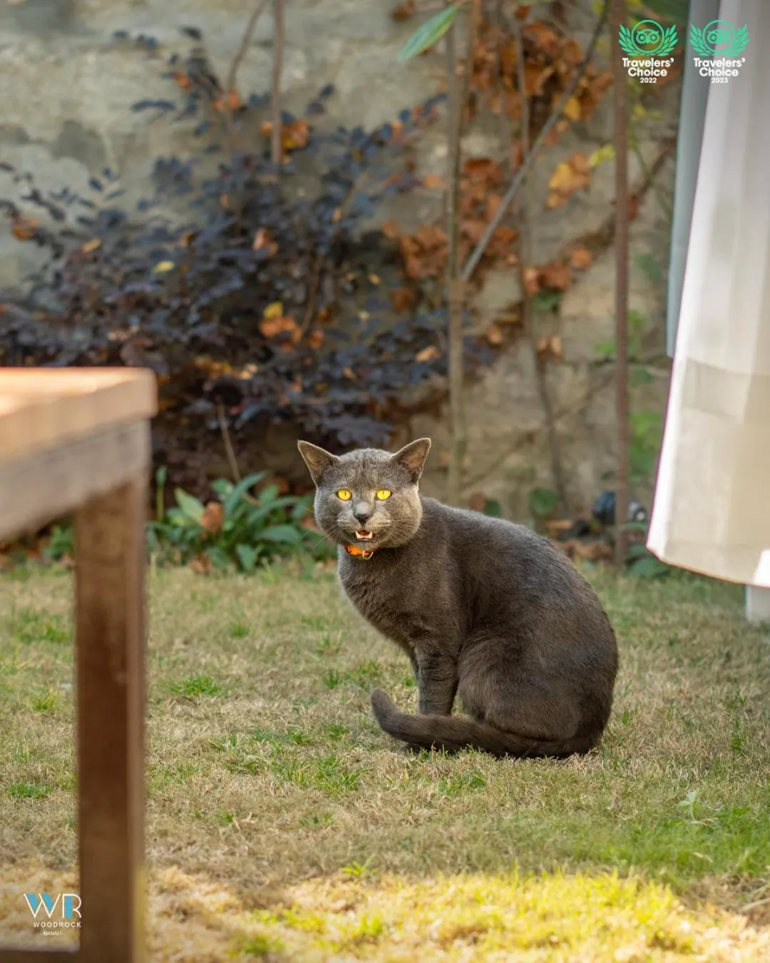 Pets in Woodrock Luxury Boutique Hotel