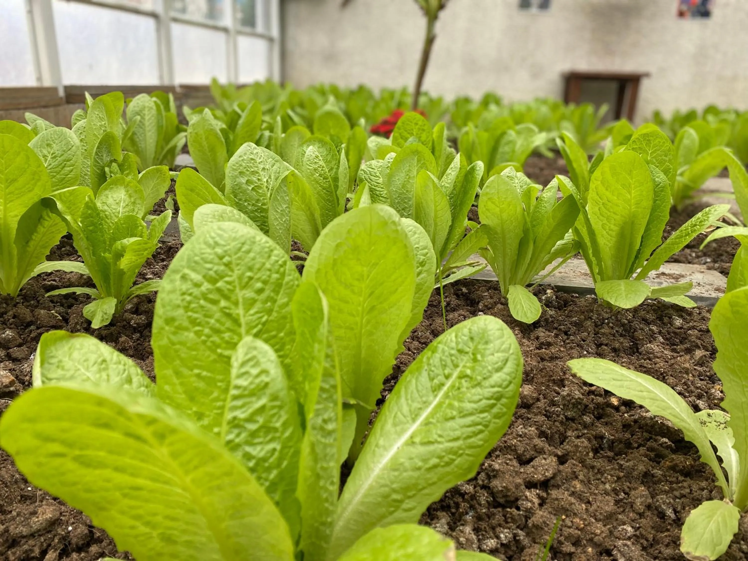 Garden in Crowne Plaza Istanbul Oryapark by IHG