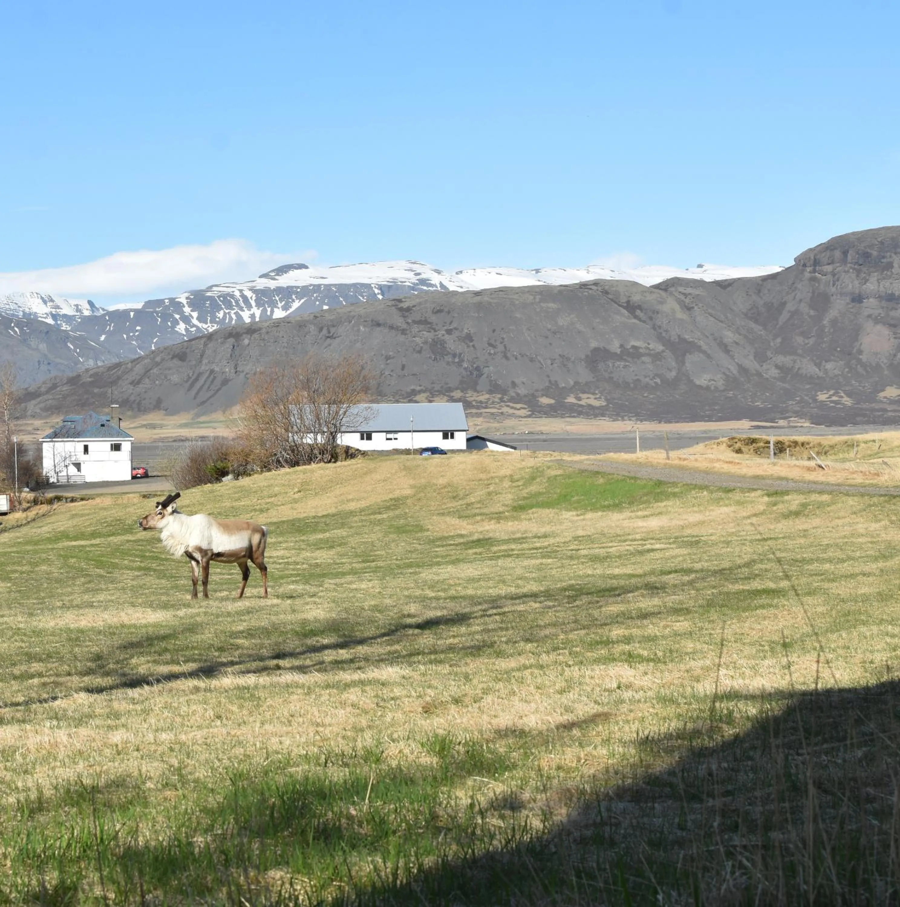Spring in Glacier World - Hoffell Guesthouse