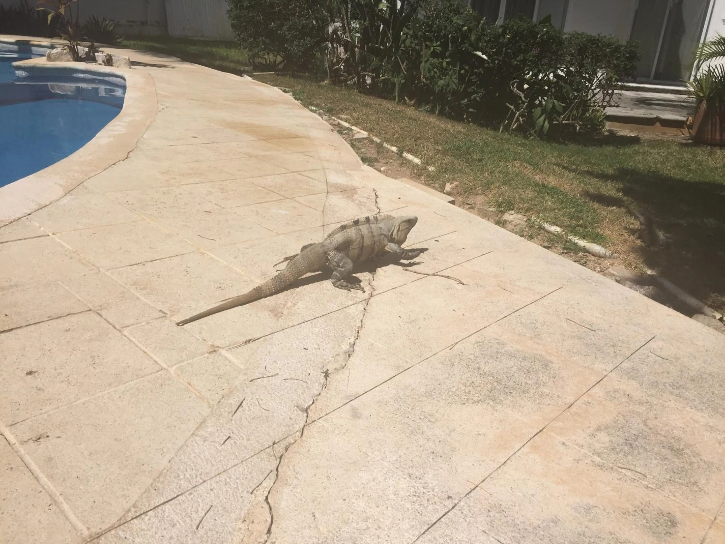 Animals in Casa Mi Tesoro