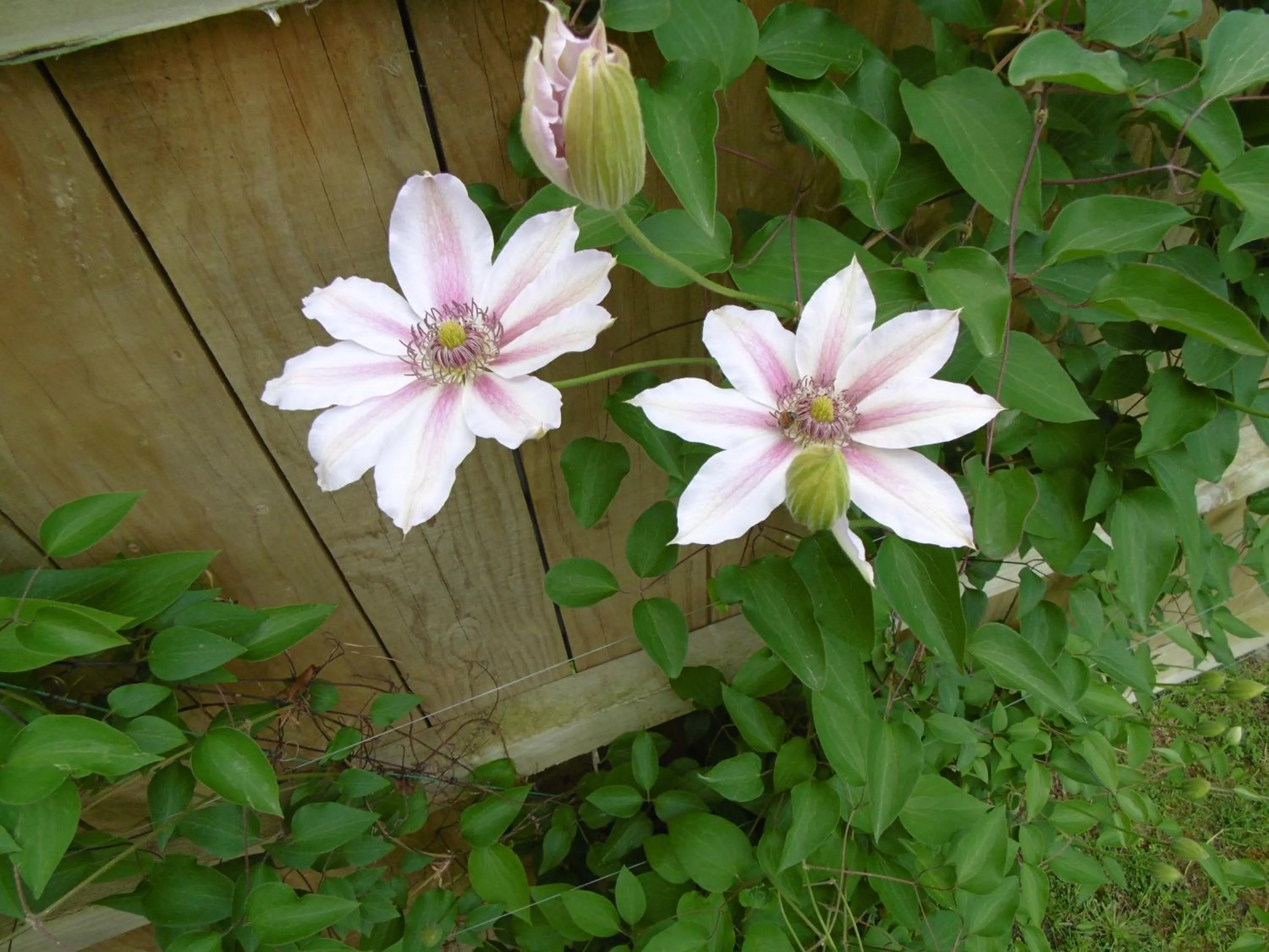 Garden in Glenavys Waitaki River Motor Camp