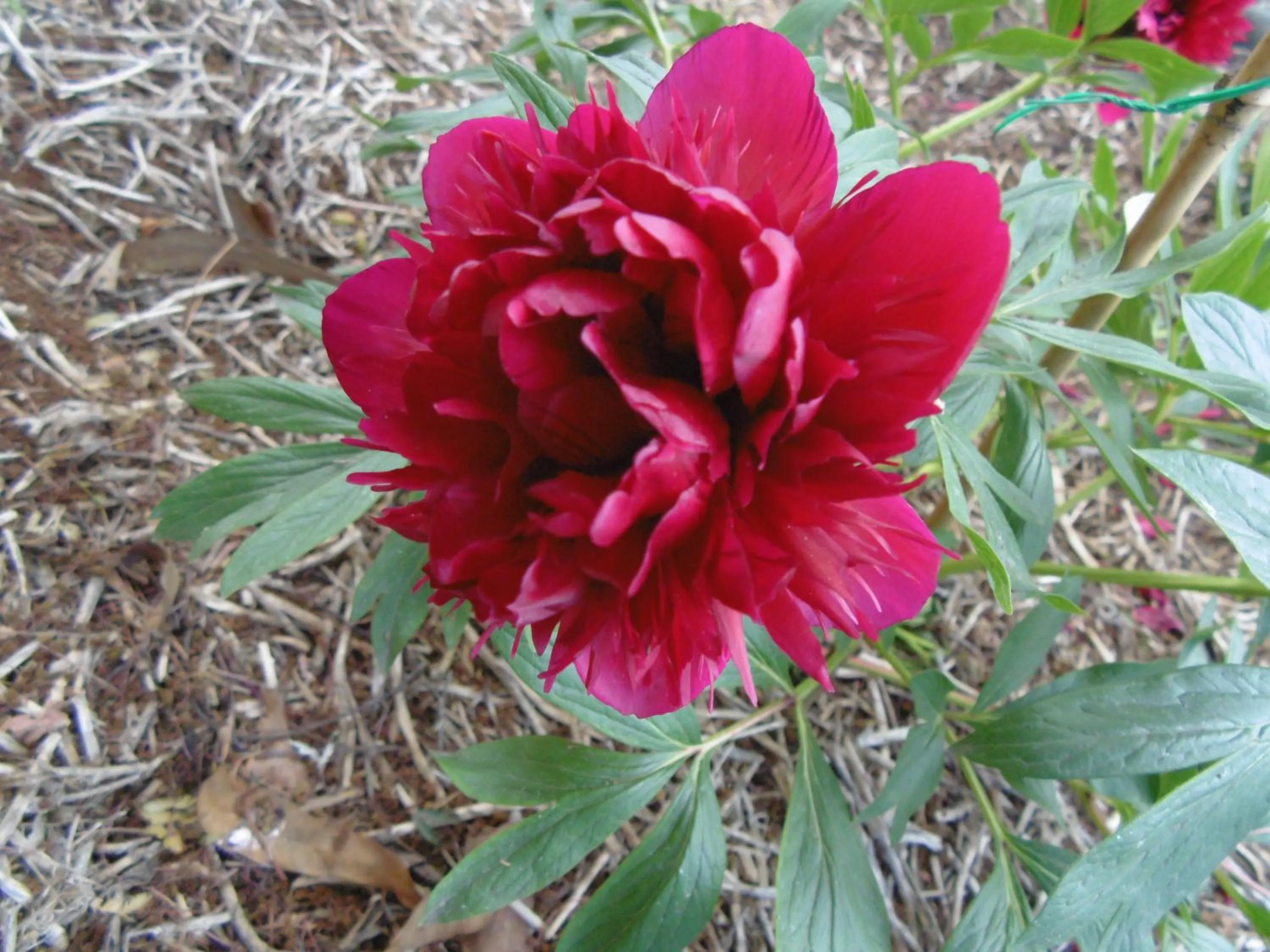 Garden in Glenavys Waitaki River Motor Camp