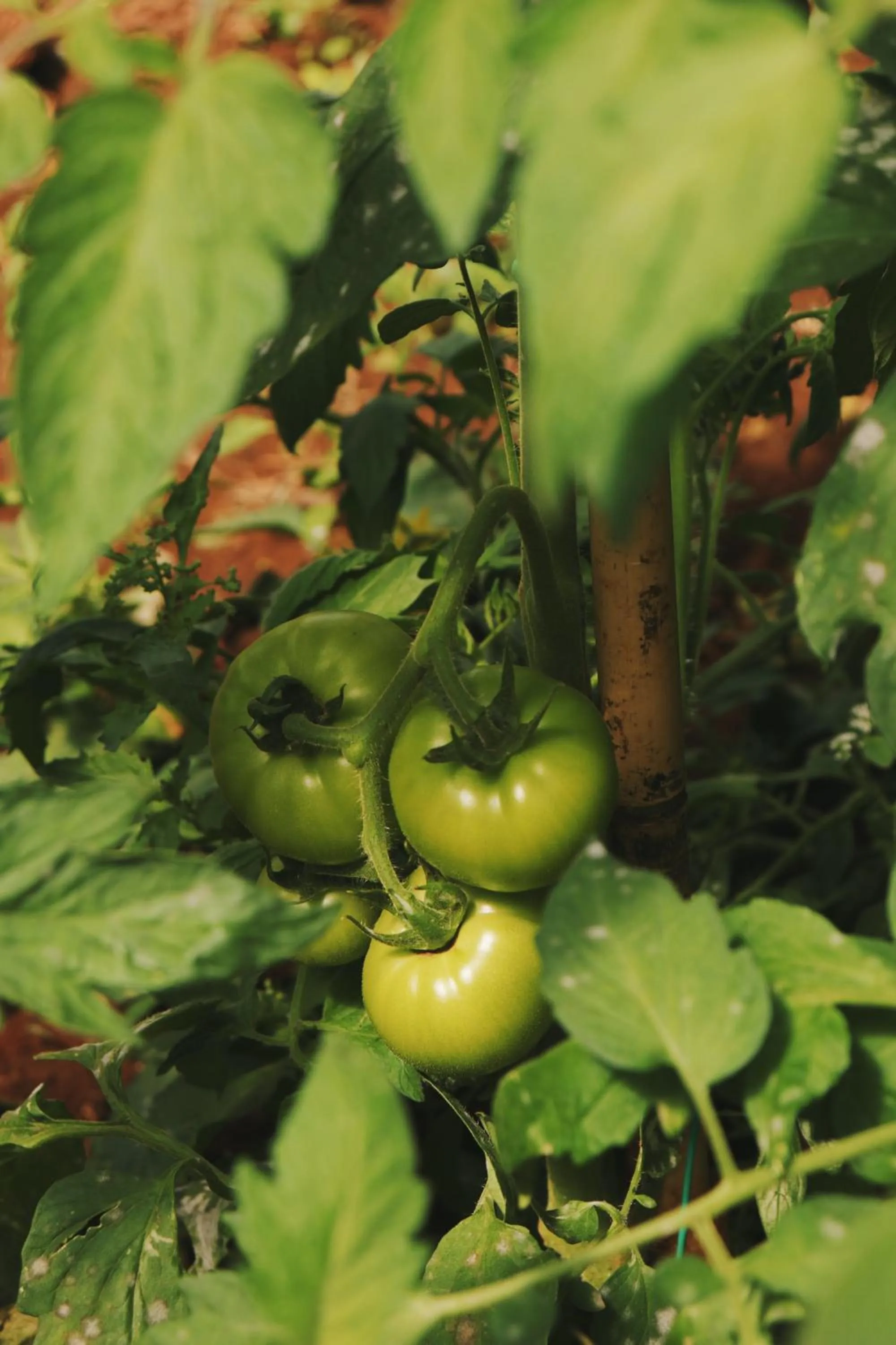Natural landscape in Secolario Masseria del Viverbene