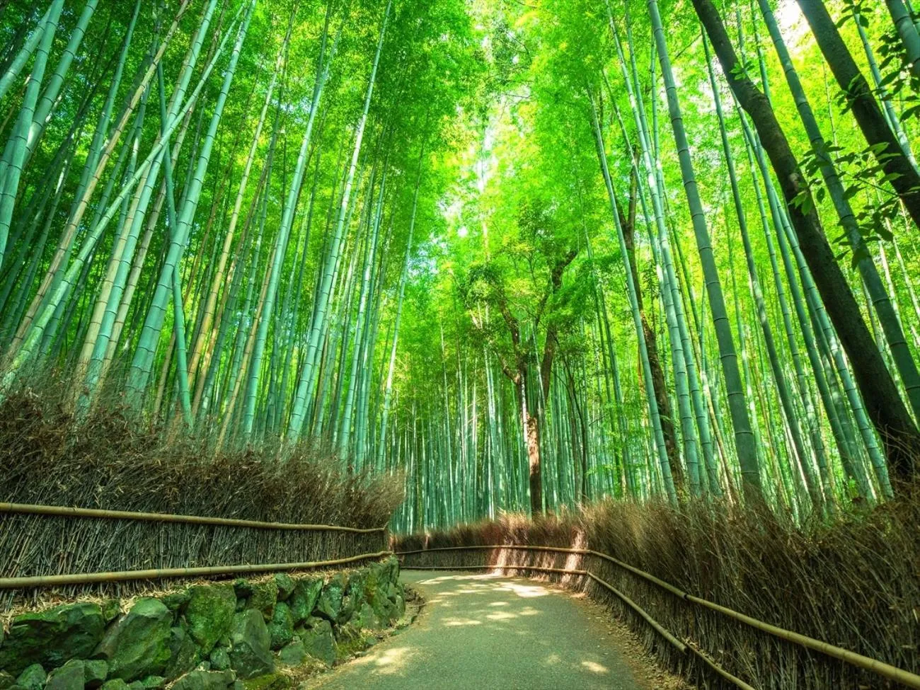 Nearby landmark in Giappo Franca Kyoto