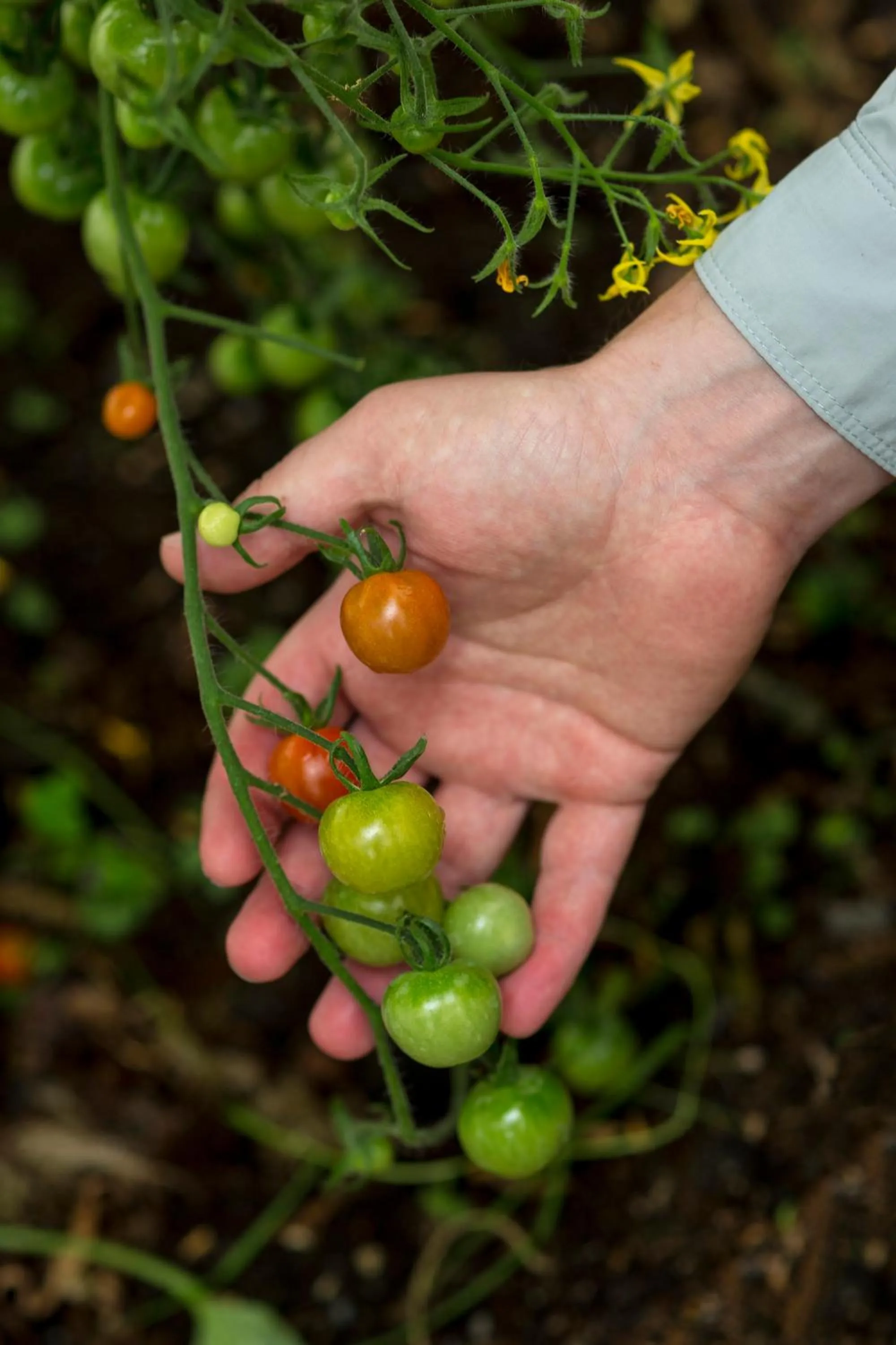 Food in Hapuku Lodge & Tree Houses