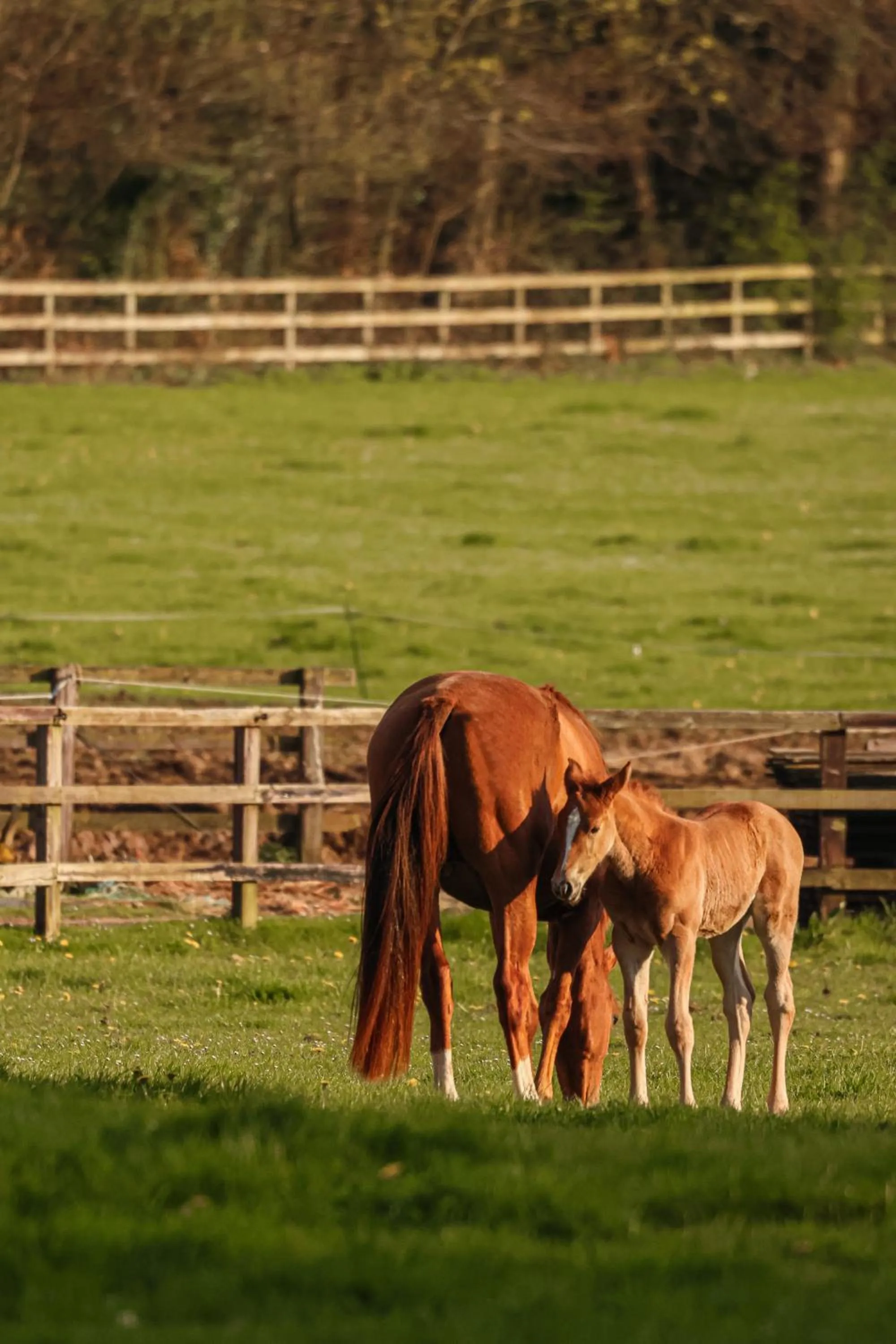 Animals in Lucknam Park, Emblems Collection